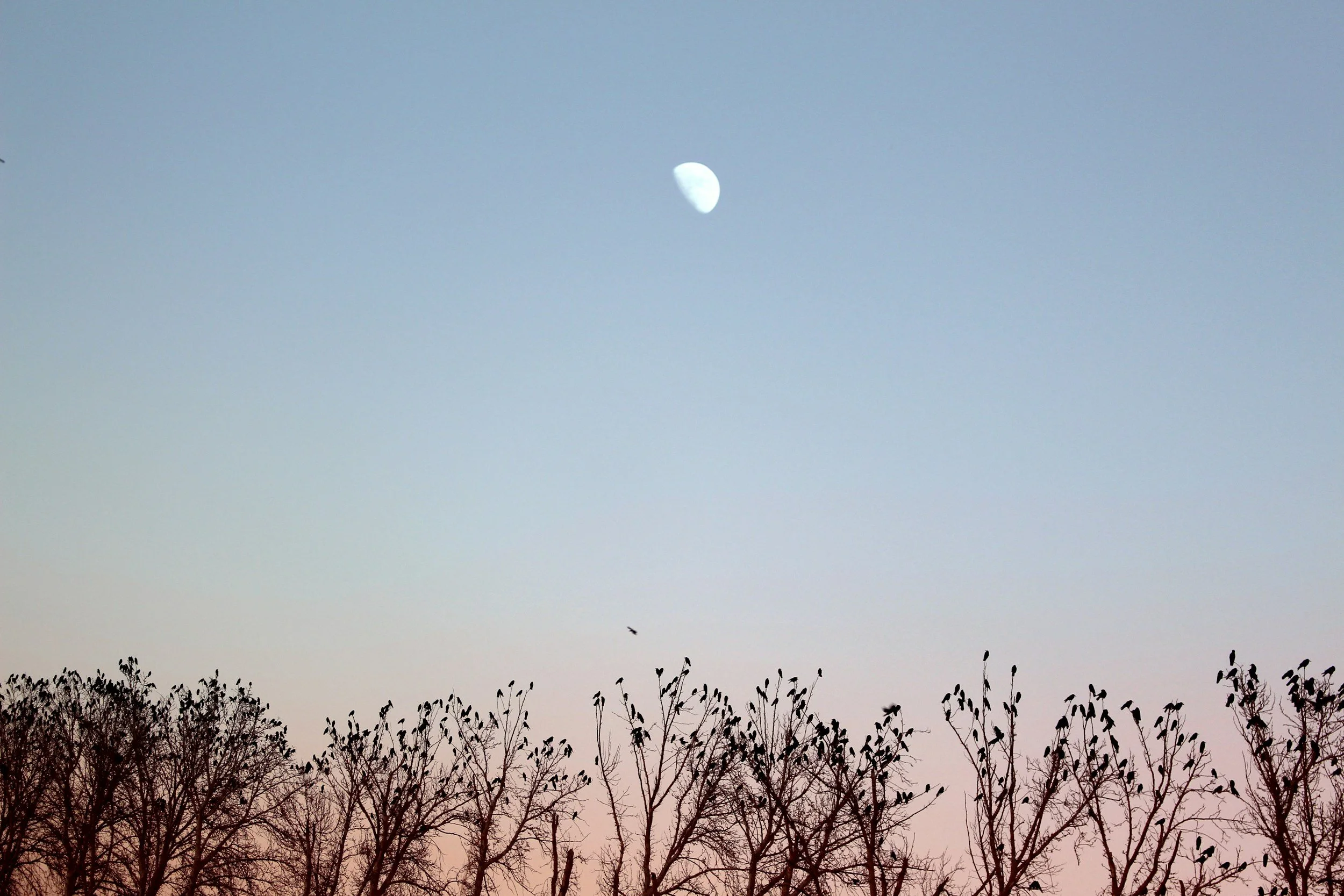 Sunset with the moon showing and several crows sitting in a line of  bare trees