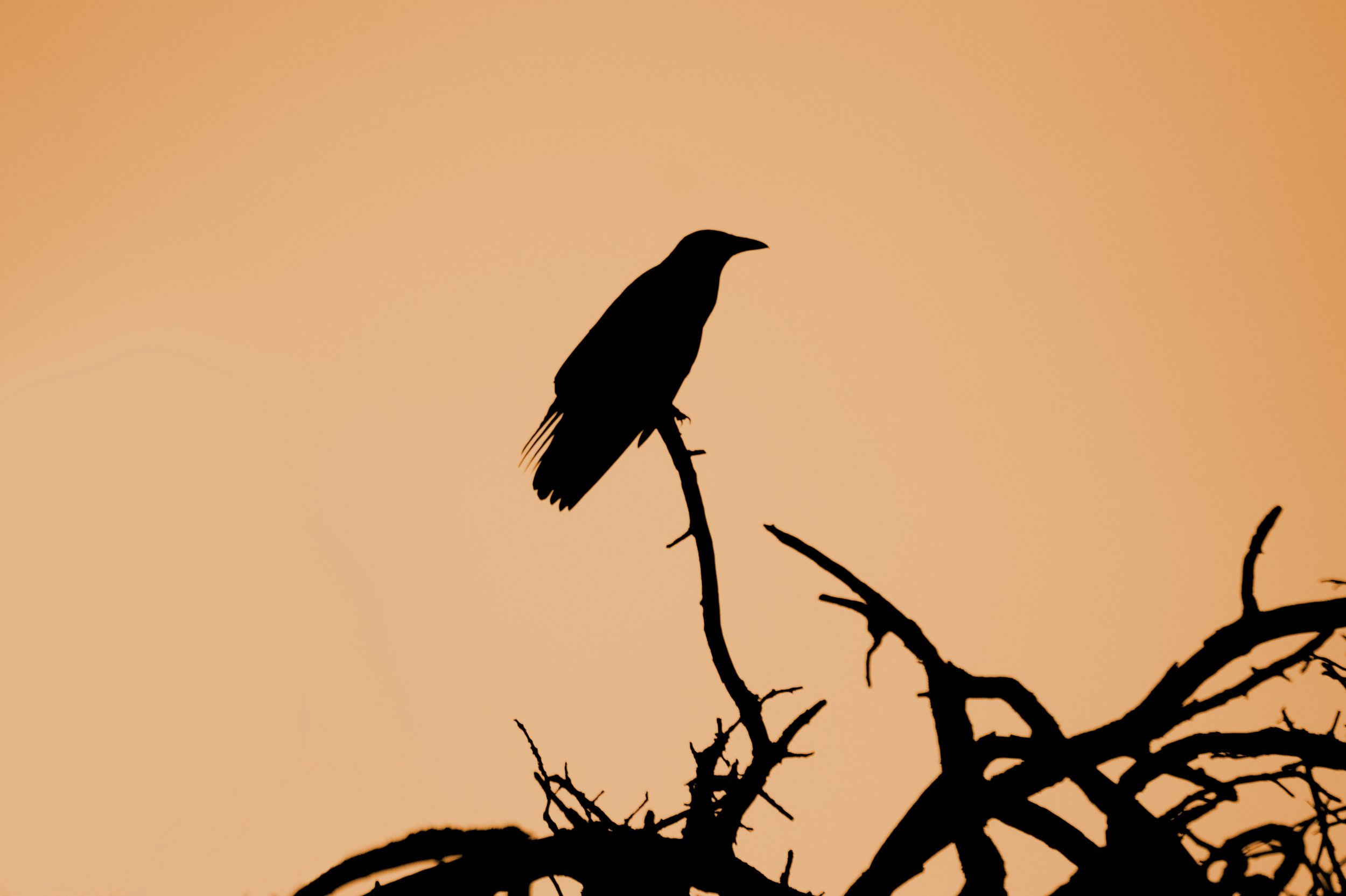 Image of a crow sitting on a branch with an orange sky in the background