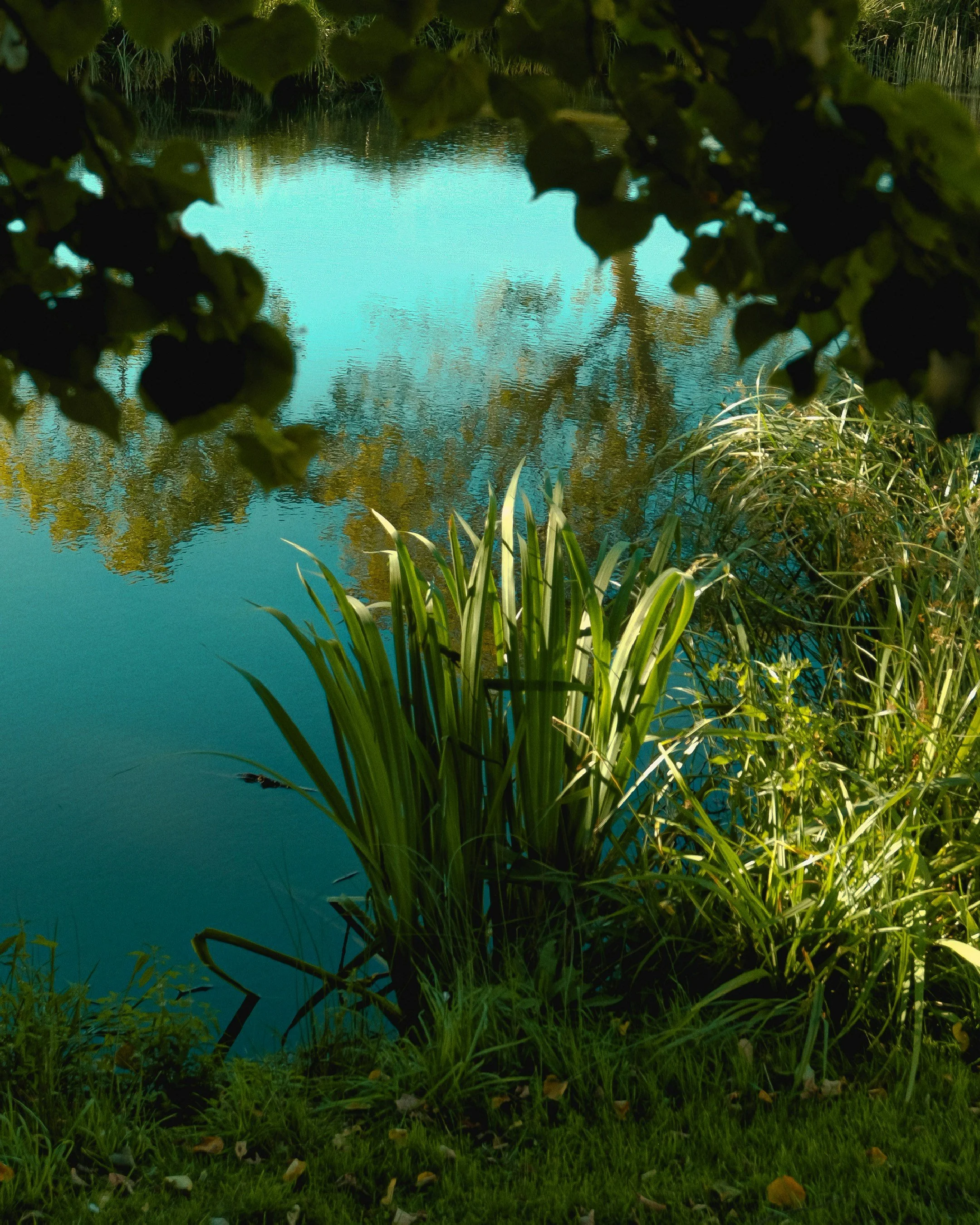 Blue pond with grasses around it and the reflection of trees showing on the water