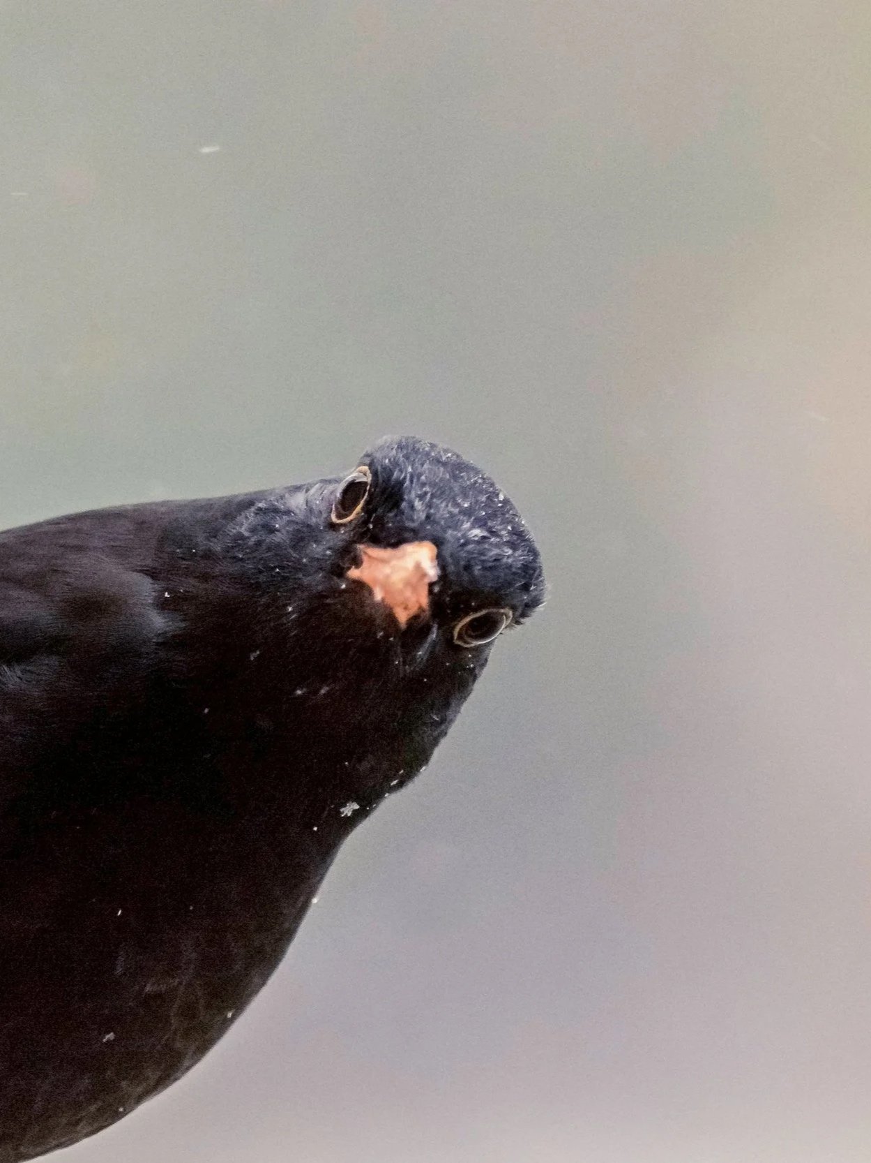 Image of a crow close up looking at the camera with a faded background
