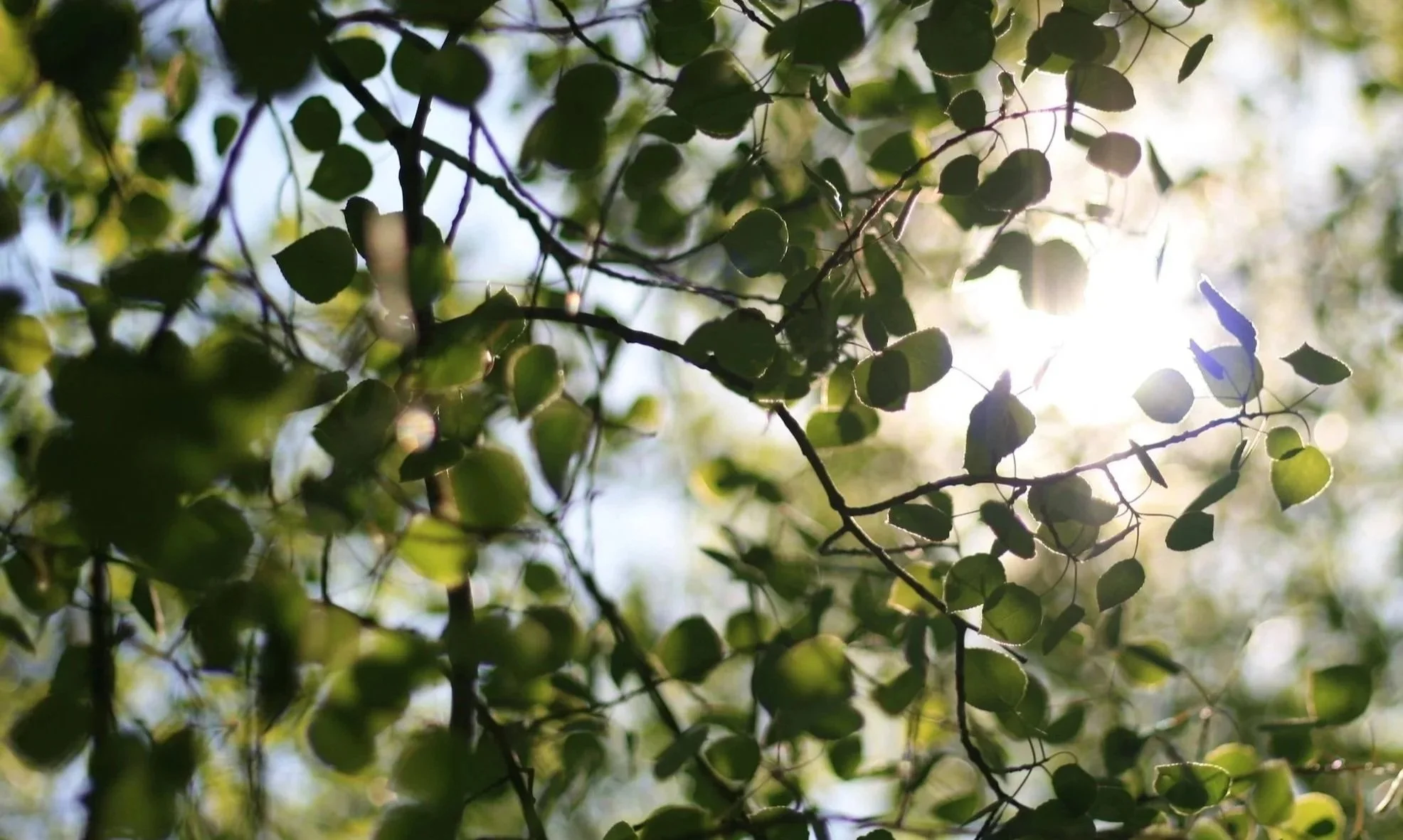 Green Aspen leaves on a branch with sunshine filtering through