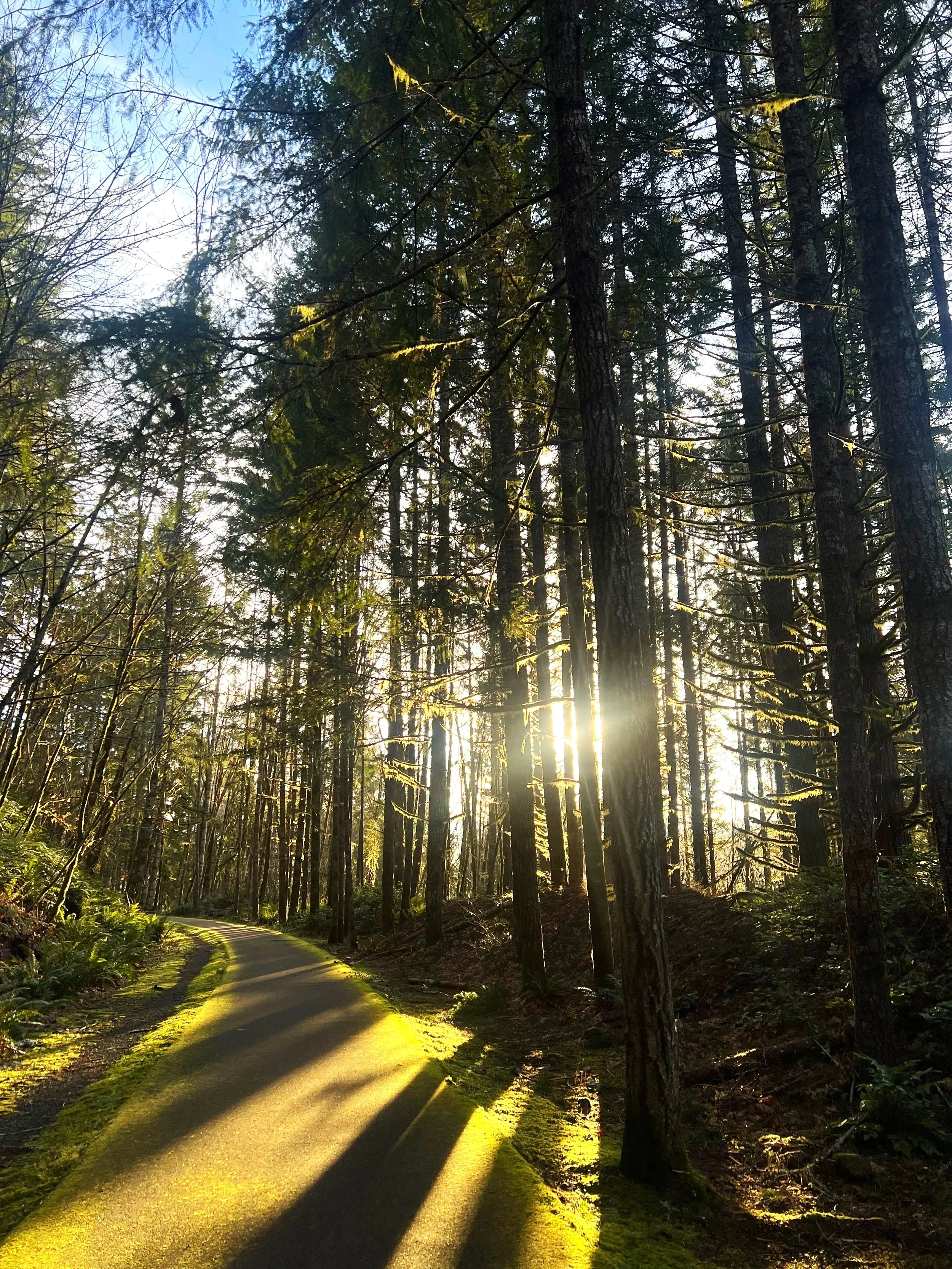 Paved bikepath lit up by the sun and surrounded by trees and moss