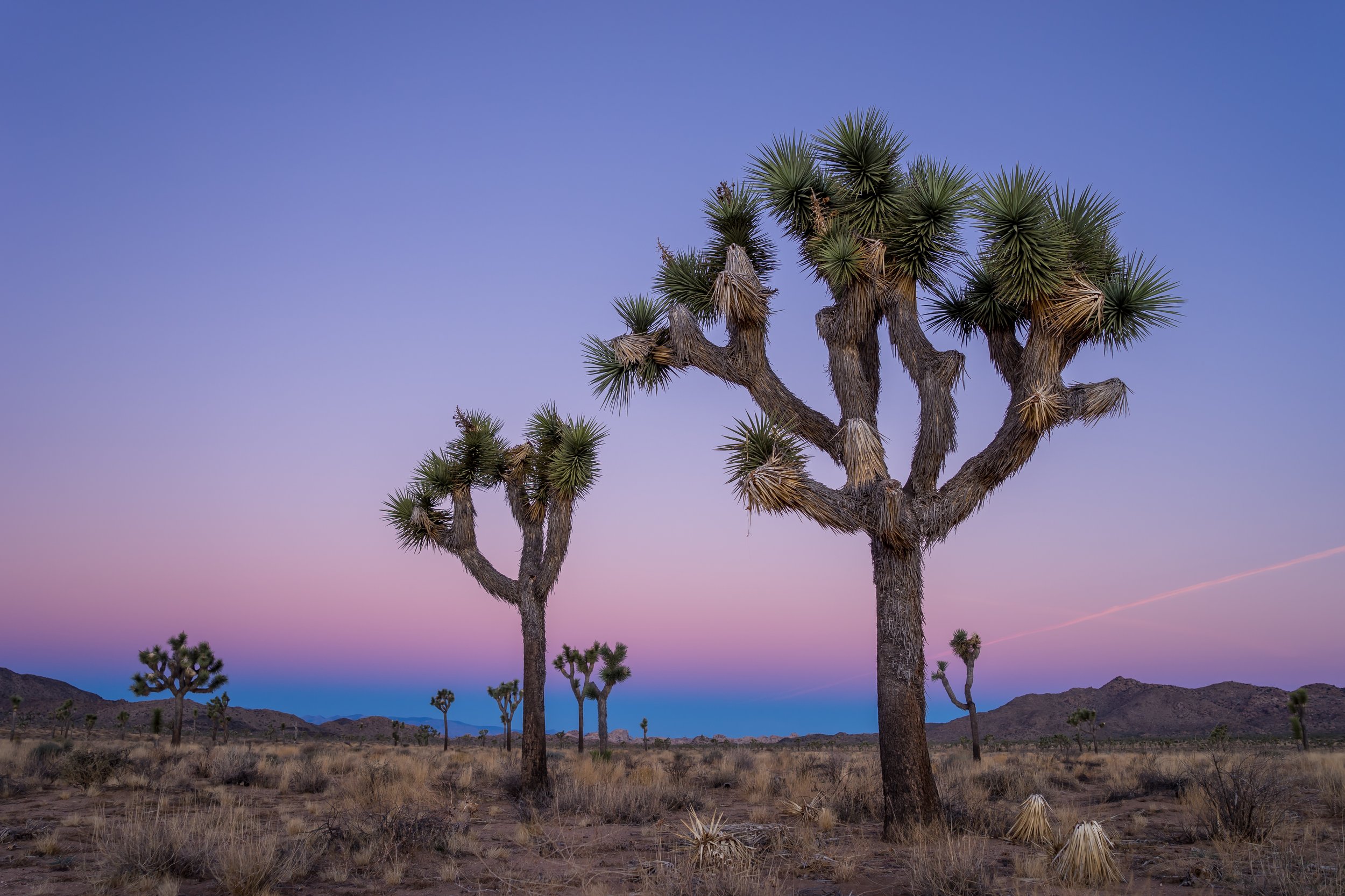 A desert landscape at dusk with a large Joshua tree in the foreground, smaller trees in the background, mountains in the distance, and a pastel-colored sky.
