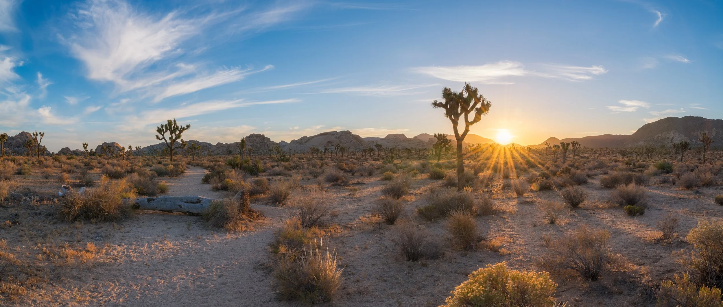 A desert landscape at sunset with Joshua trees, shrubs, and rocky mountains in the distance, under a partly cloudy sky.