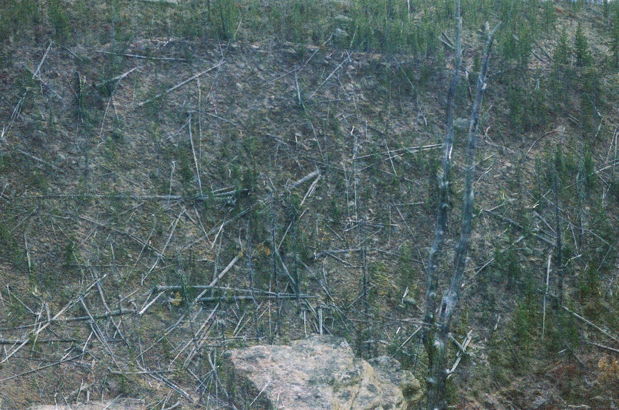 Photo Collection - a soft lunacy_22.JPG