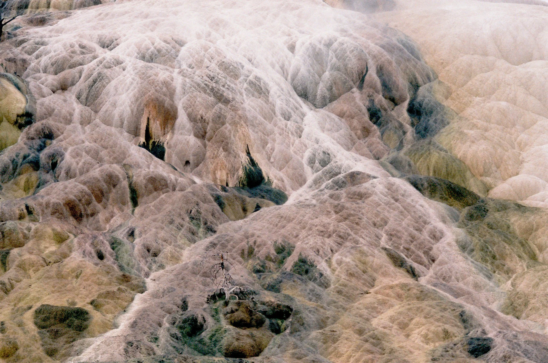 Photo Collection - a soft lunacy_2.JPG