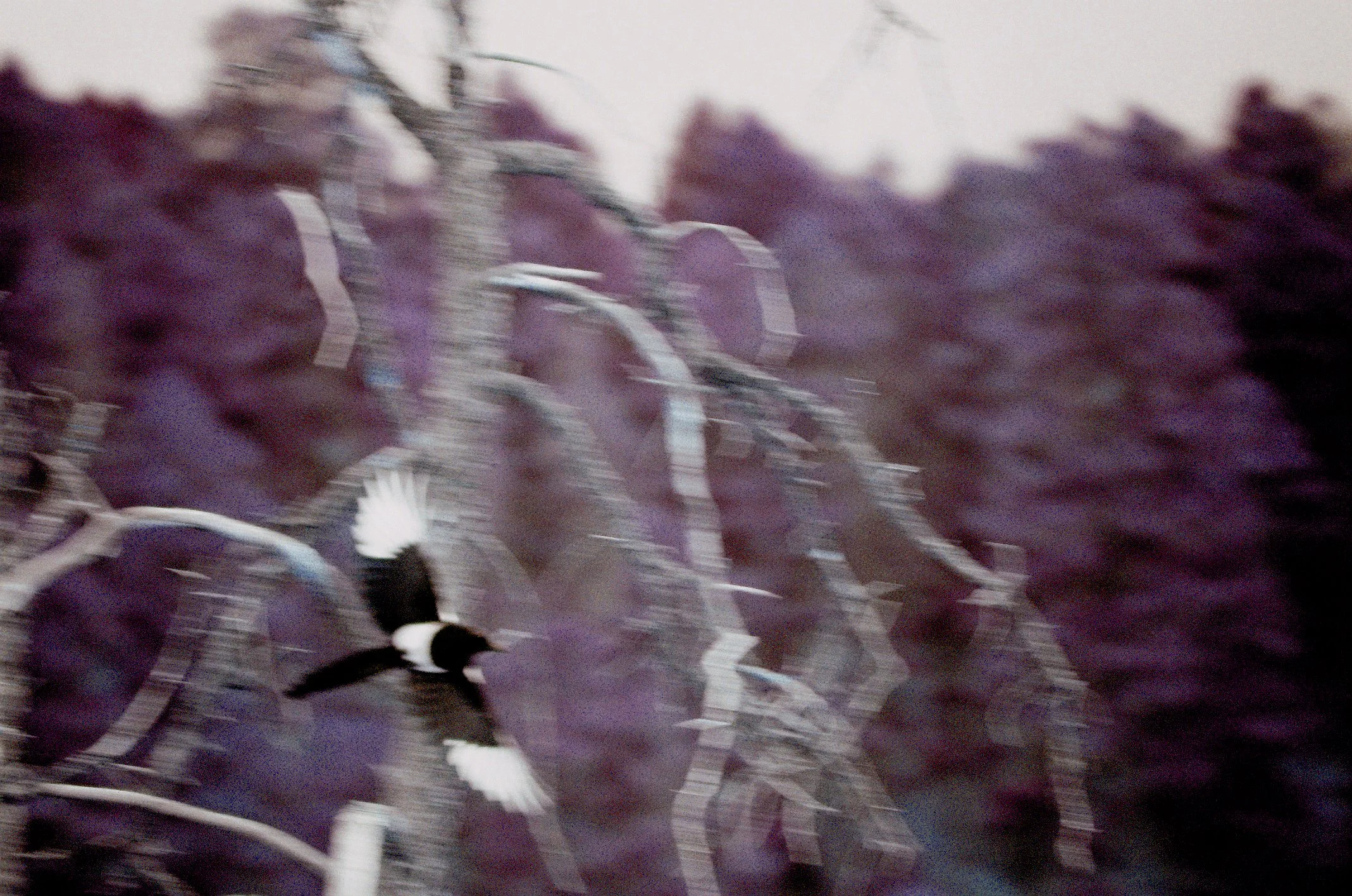 Photo Collection - a soft lunacy_7.JPG