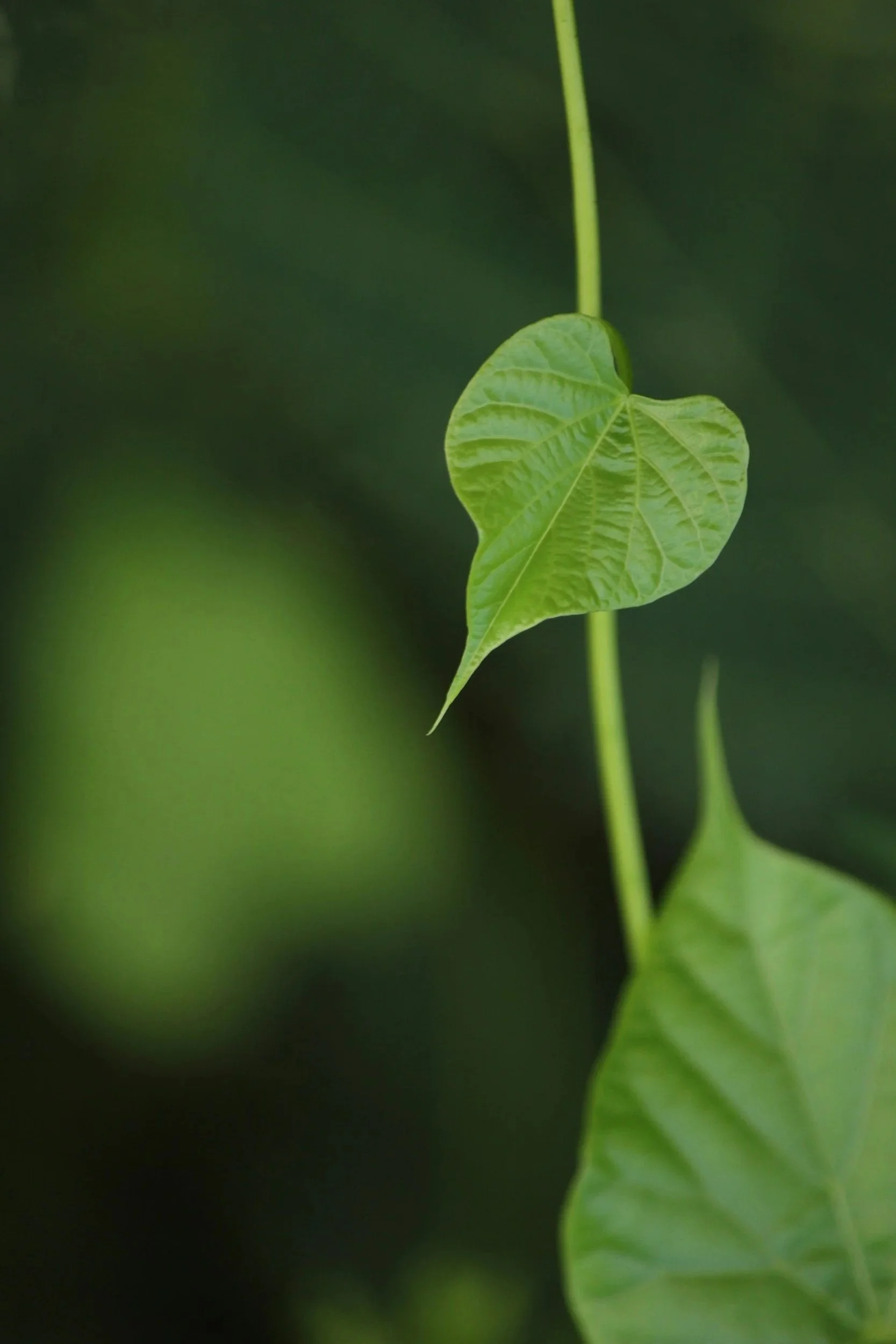 Close-up of a green heart-shaped leaf on a plant with a blurred green background.