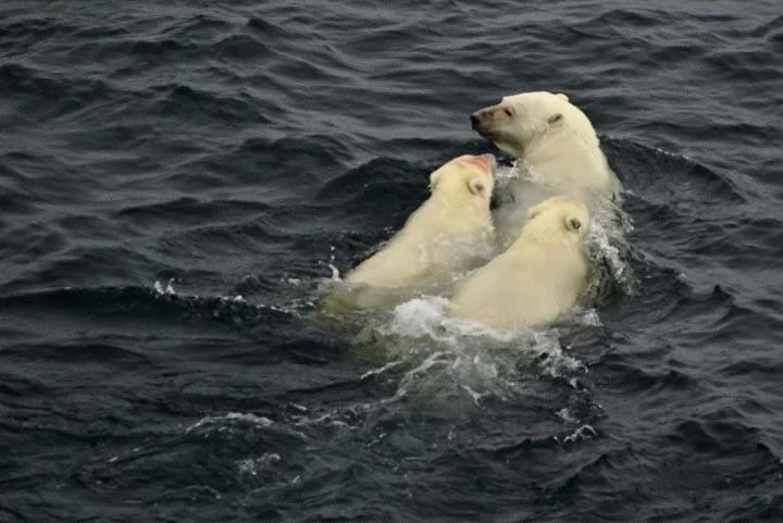 Three polar bears swimming in the ocean.