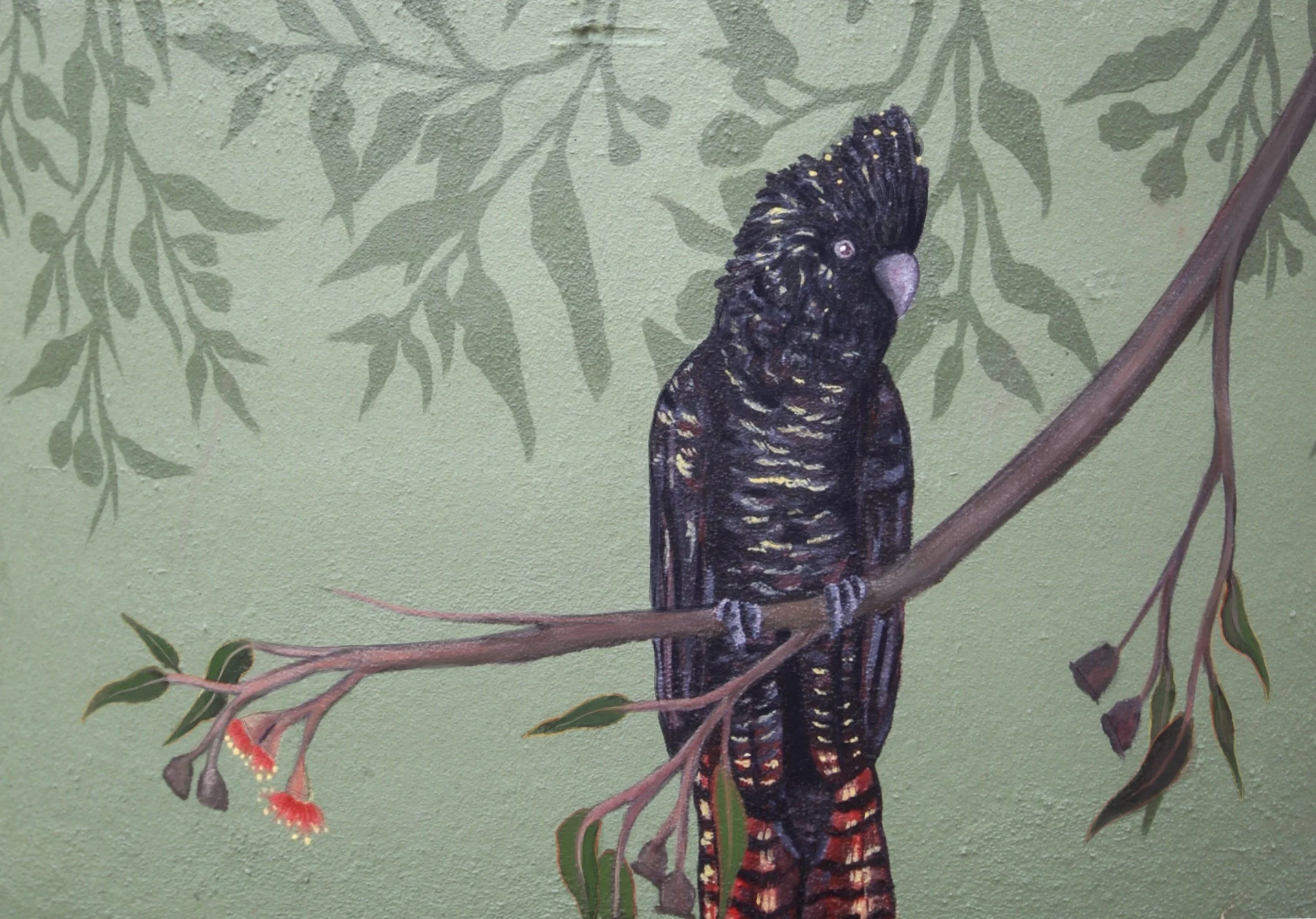 Mural of a Red and Black Cockatoo in Western Australia by Annabelle