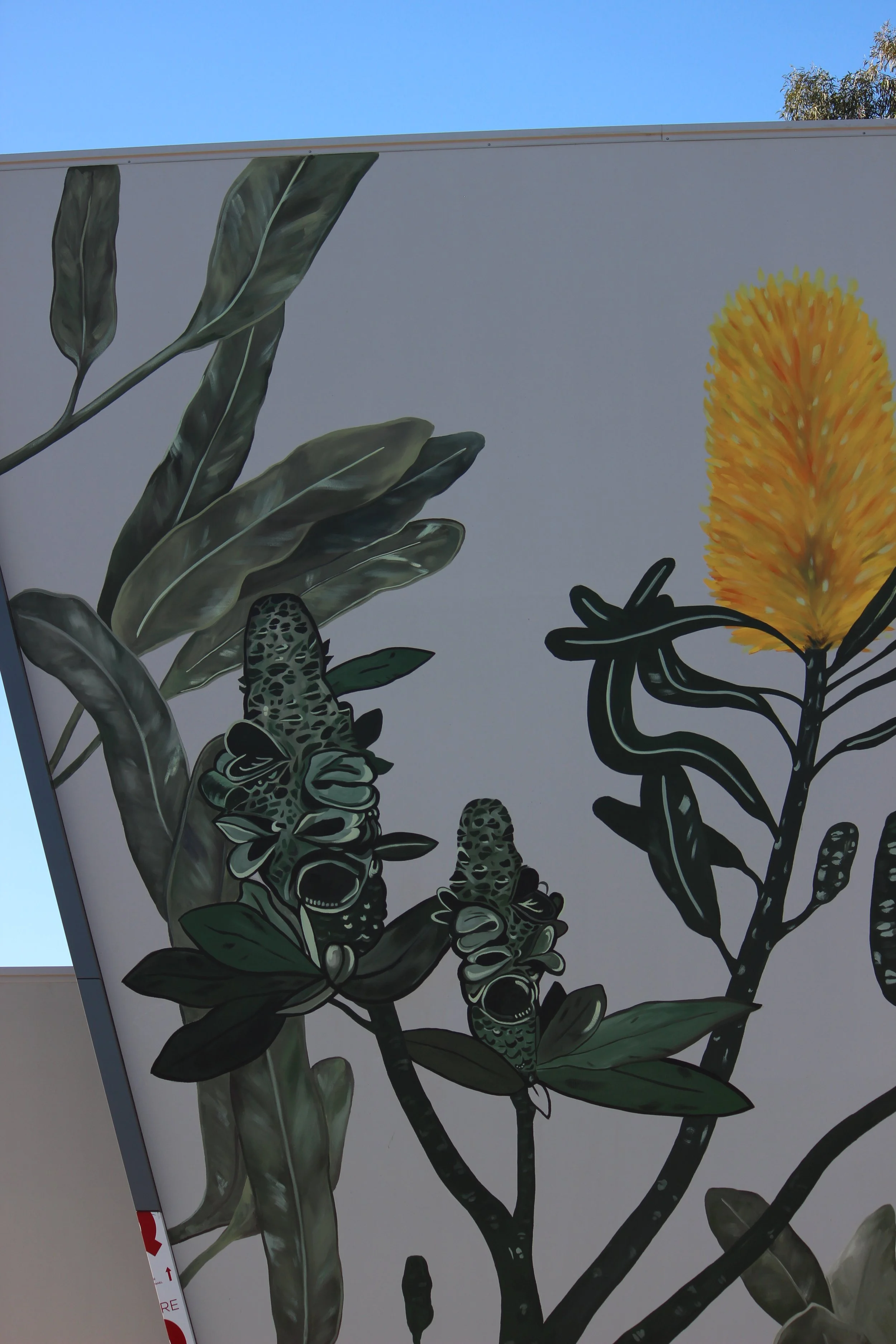 Banksia Mural in Belmont, Perth at HEPI office building