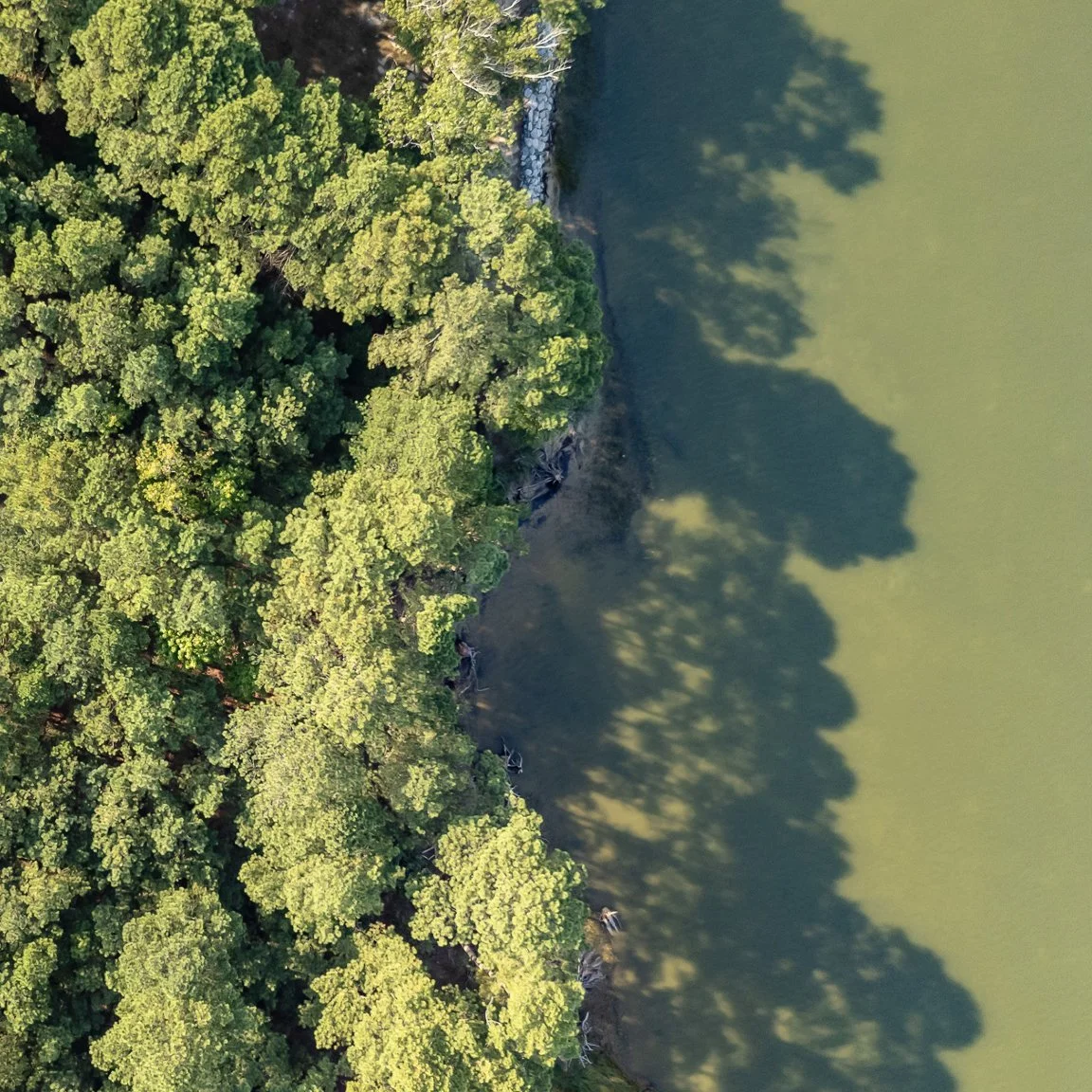 Aerial view of a dense green forest along the edge of a body of water with shadows of trees on the water.
