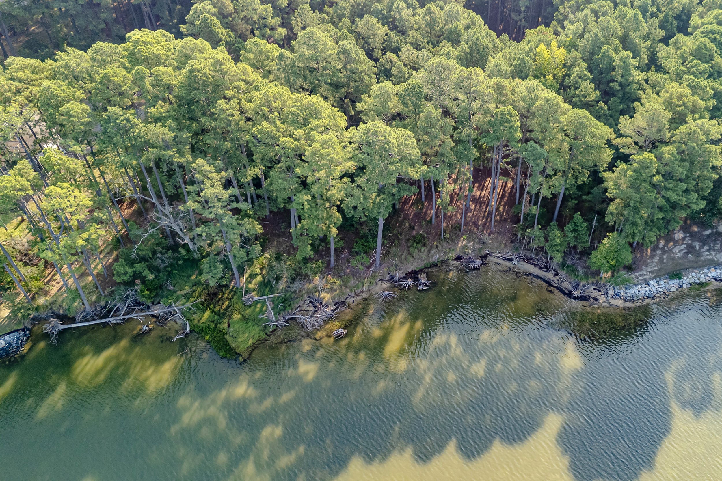 Aerial view of a forested shoreline with tall pine trees meeting a body of water, with some fallen trees along the edge.