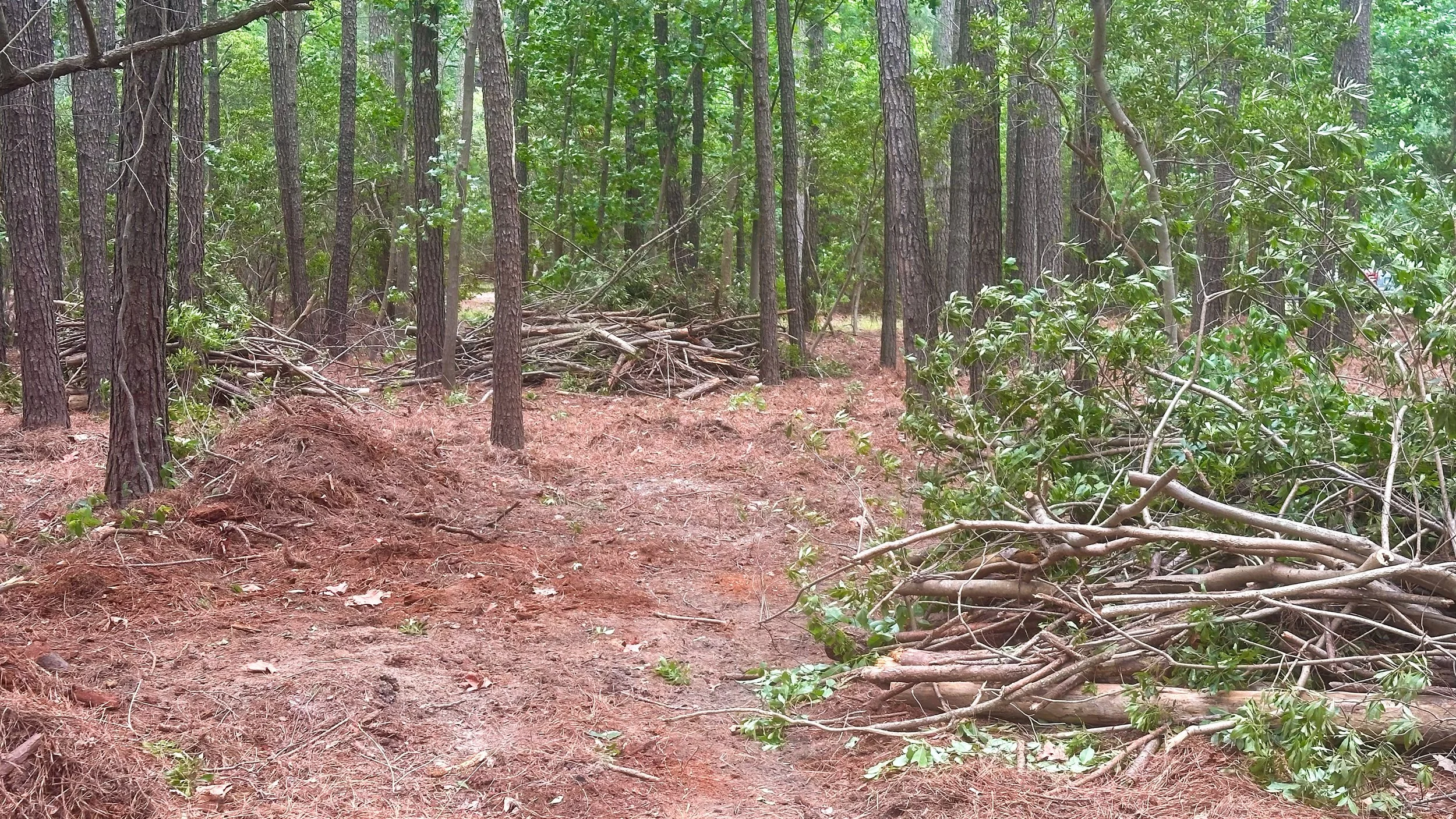A wooded forest trail with numerous fallen branches and cleared debris on the ground.
