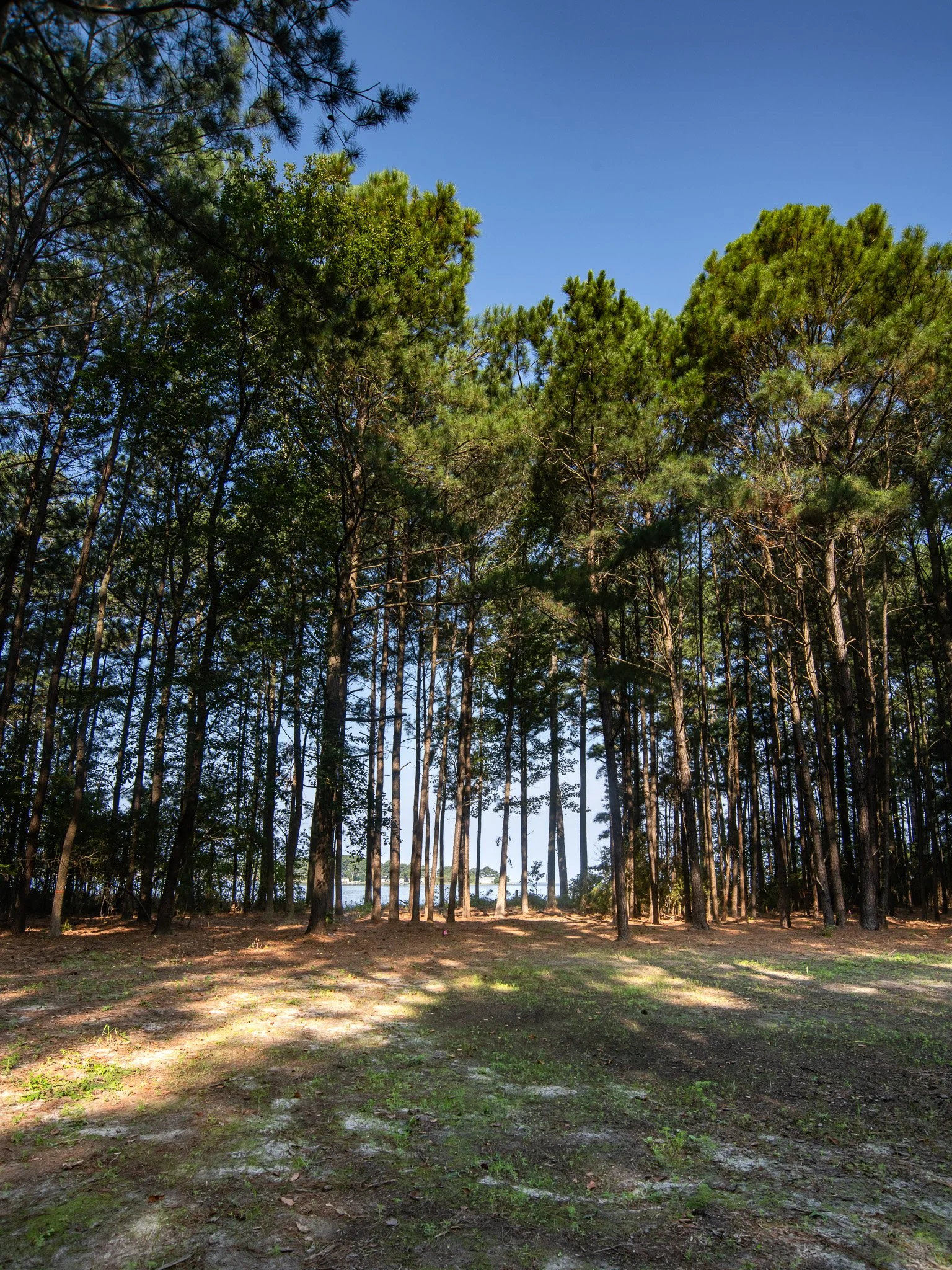 A forest clearing with tall pine trees, sunlight casting shadows on the ground, and a small body of water visible through the trees in the background.