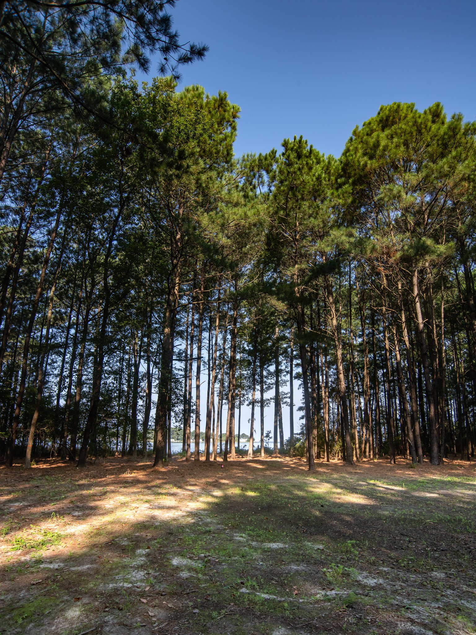 A forest with tall pine trees and a clear blue sky in the background.