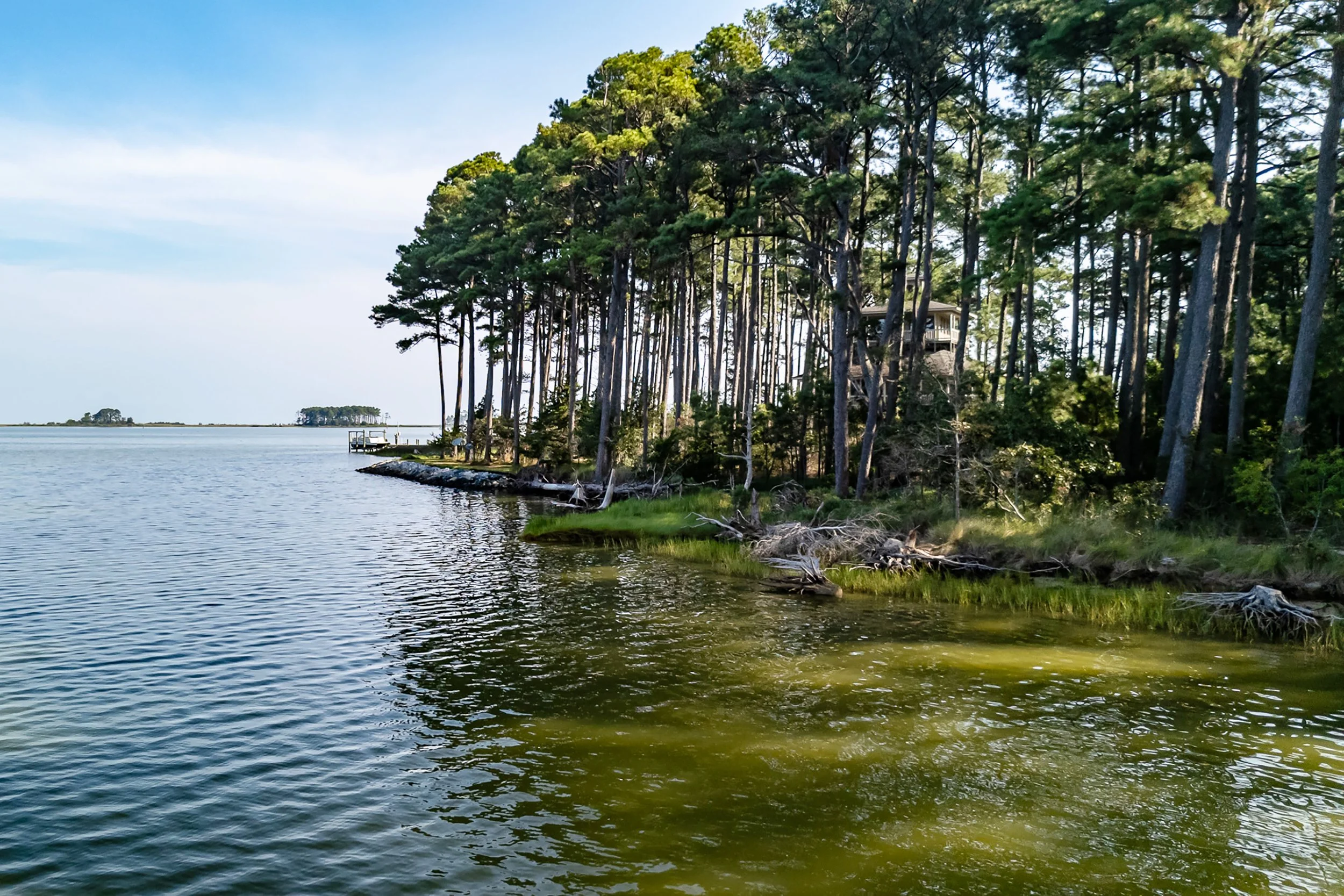 A lakeside scene with a dense forest of tall pine trees, a small dock on the left, and calm water in the foreground with some fallen branches along the shore.