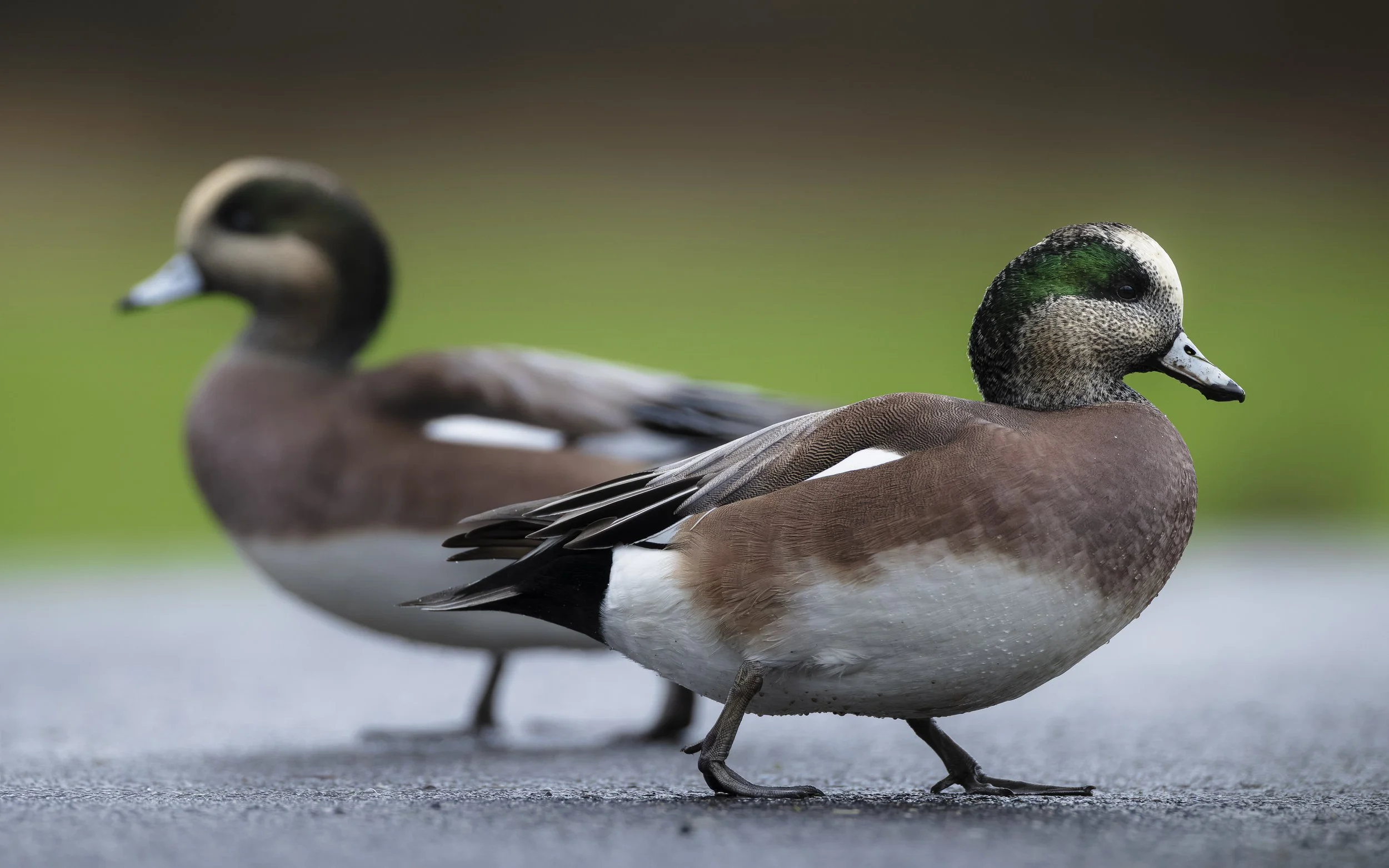 #2 - American wingeons - Robin Banks