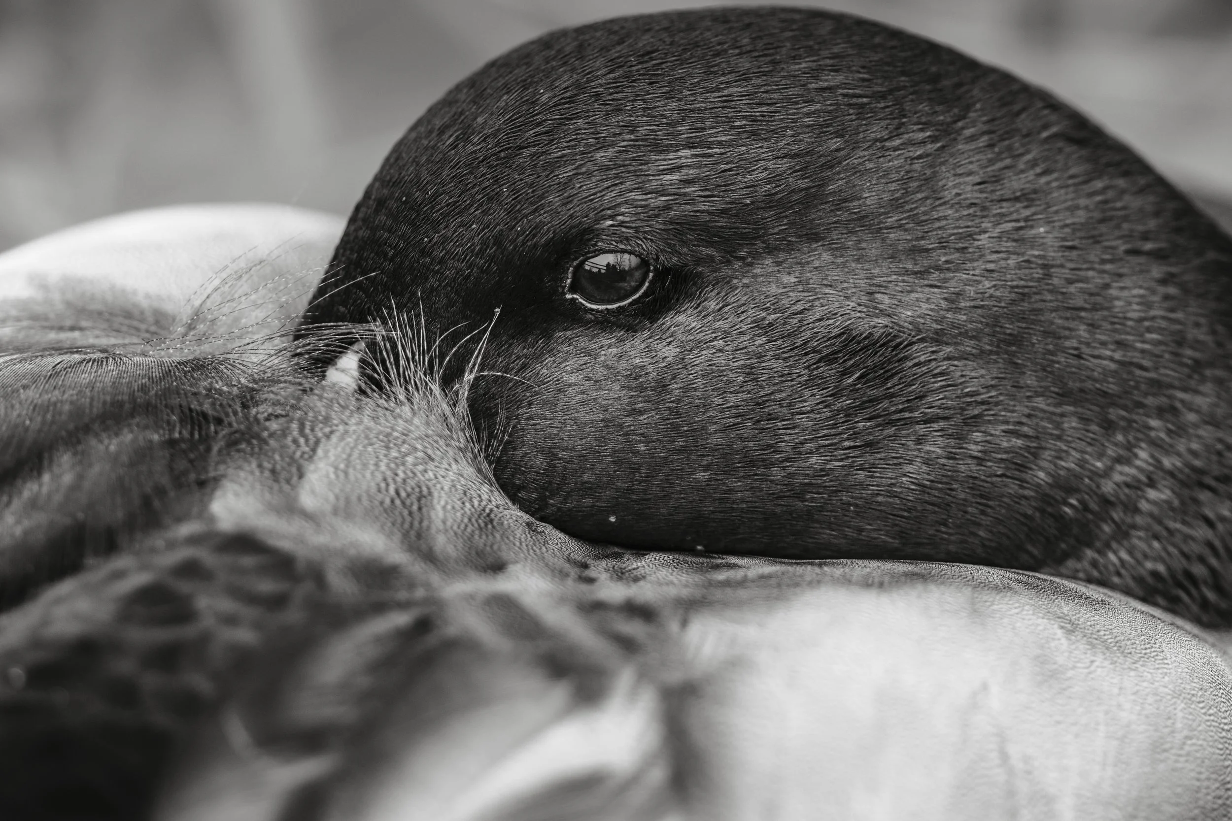 #3 - Mallard - Wren McKay