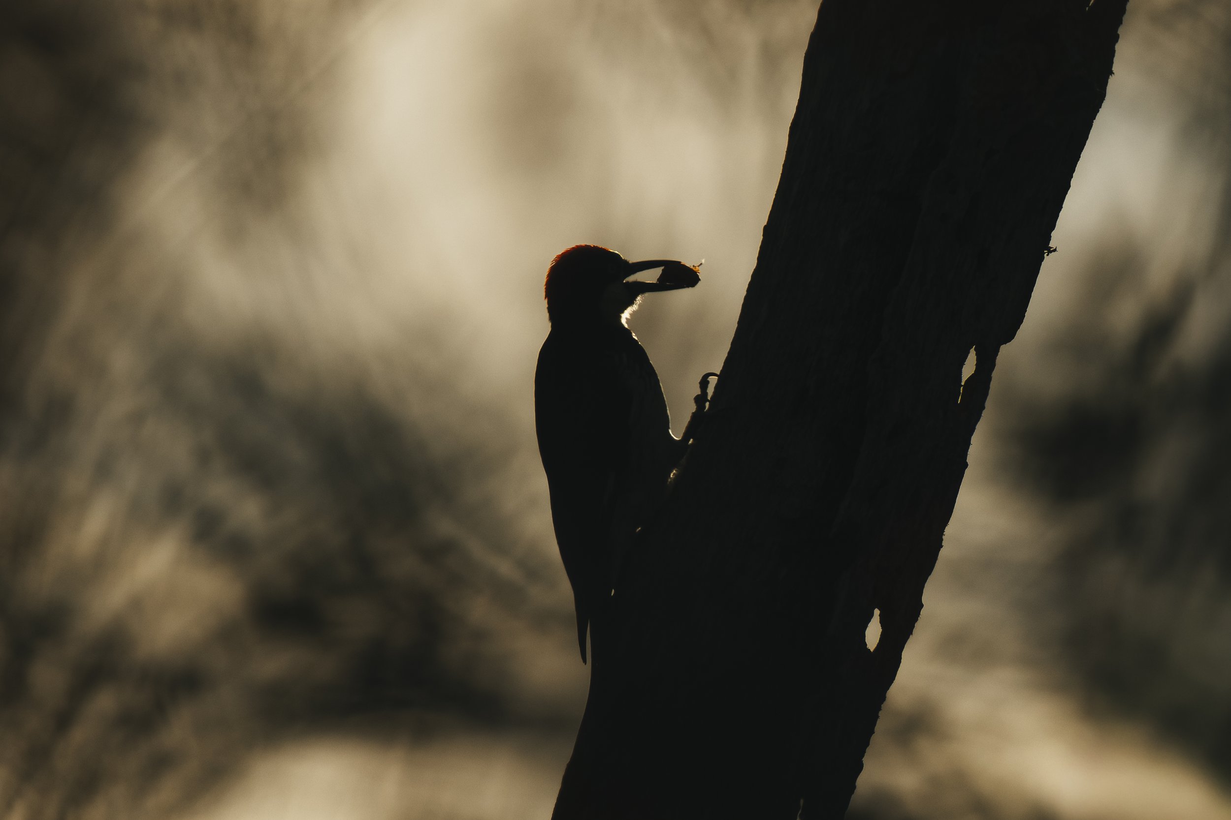 #6 - Acorn Woodpecker - Avery Talon