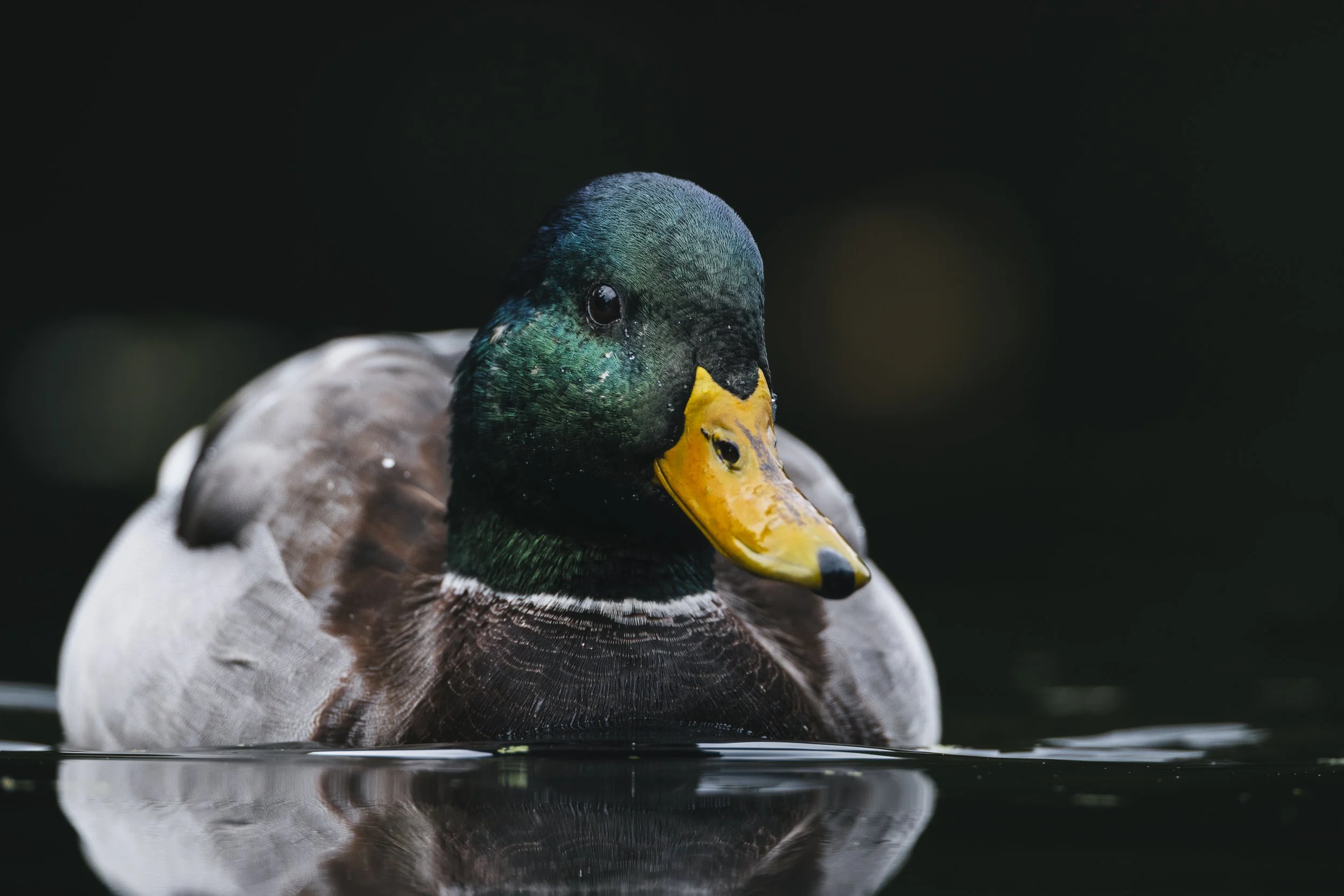 #8 - Mallard - Perry Grine