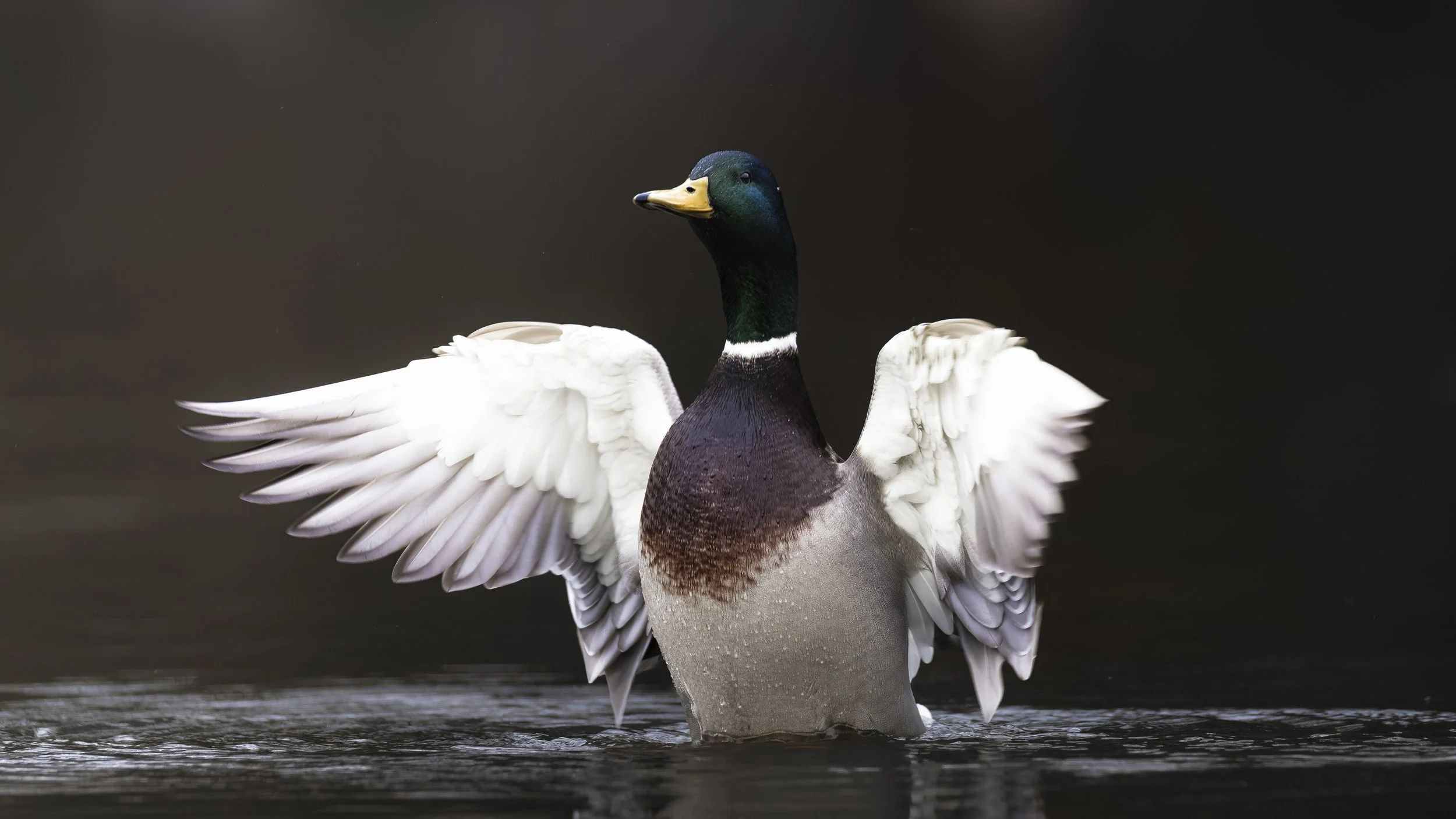 #1 - Mallard - Al Finchley