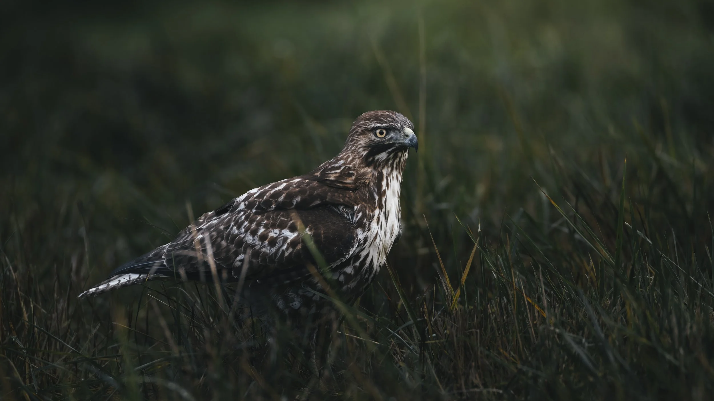 #5 - Red-tailed Hawk - Corvus Hale