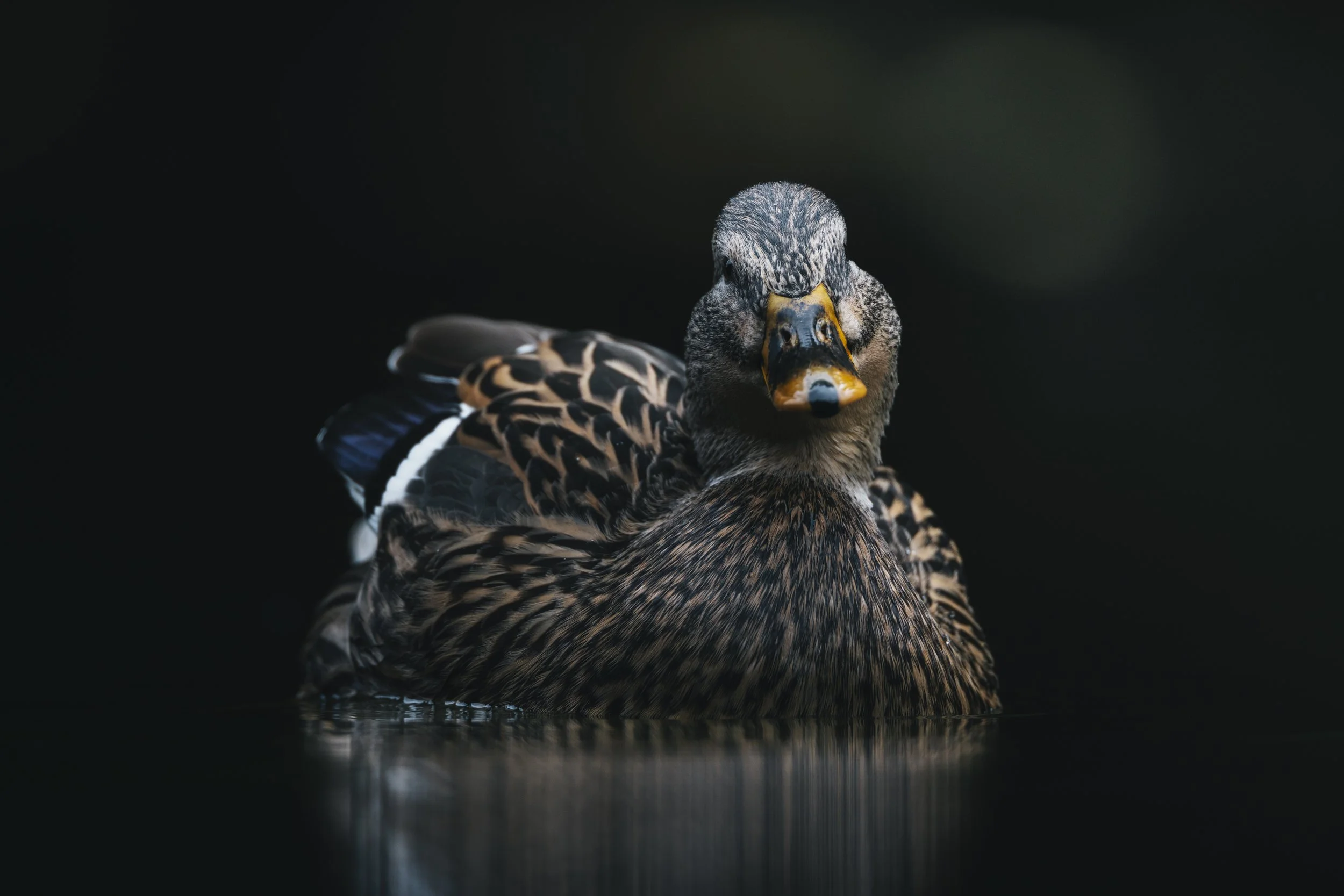 #9 - Mallard - Phoebe Lark