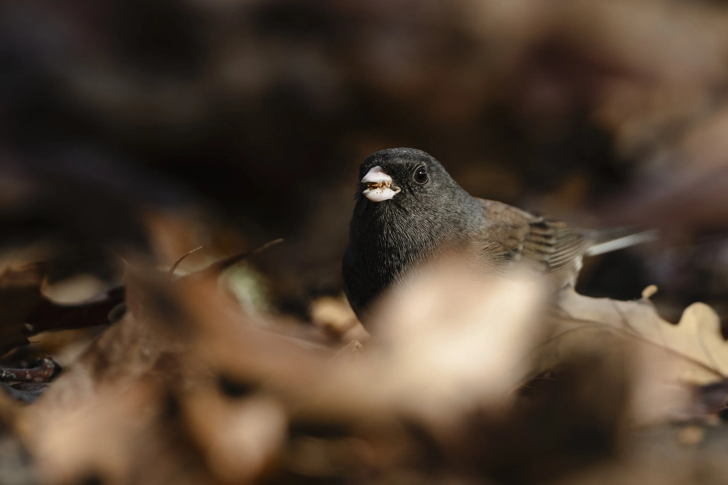 #7 - Dark-eyed Junco - Merle Wingate
