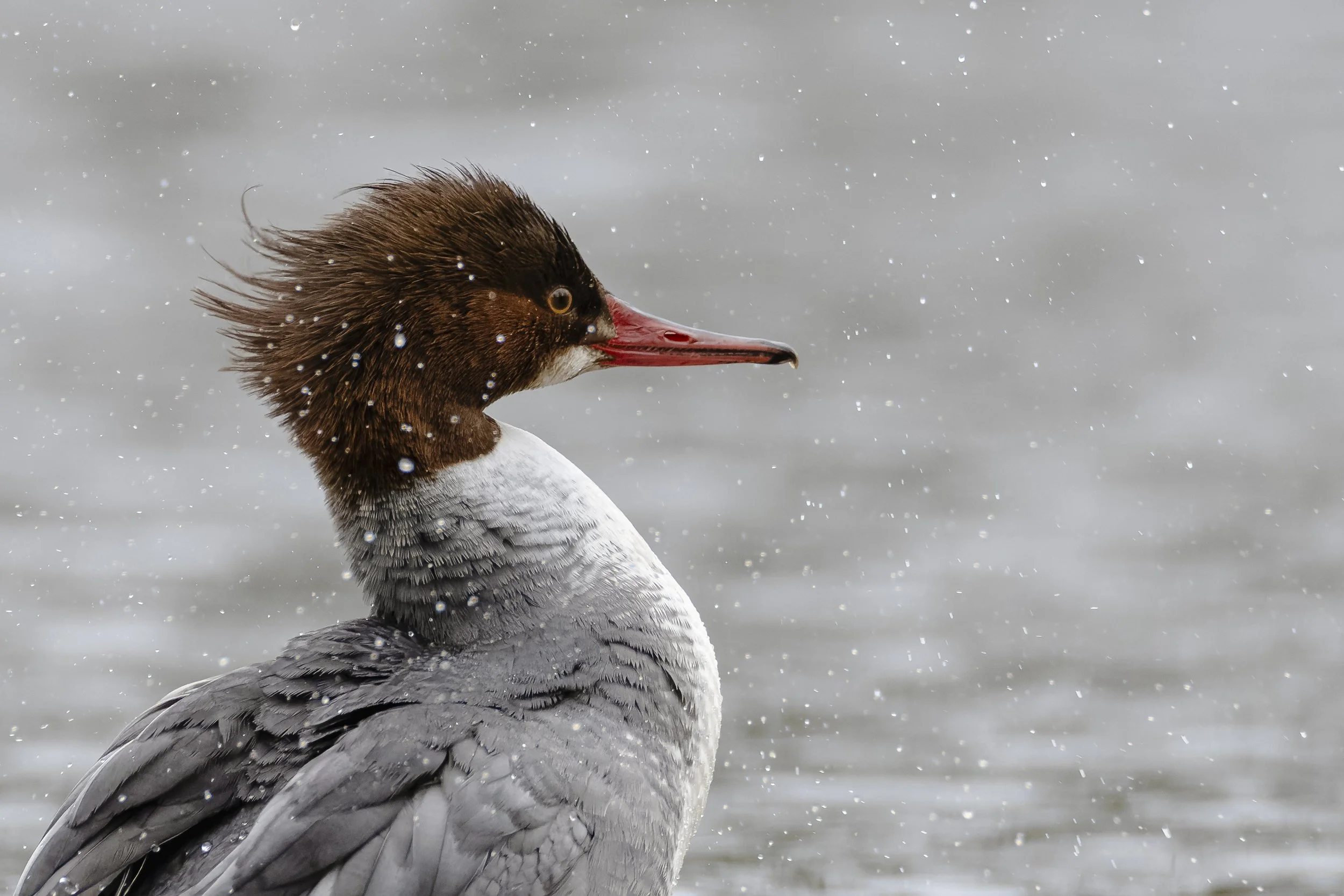 #4 - Common merganser - Gale Sparrow