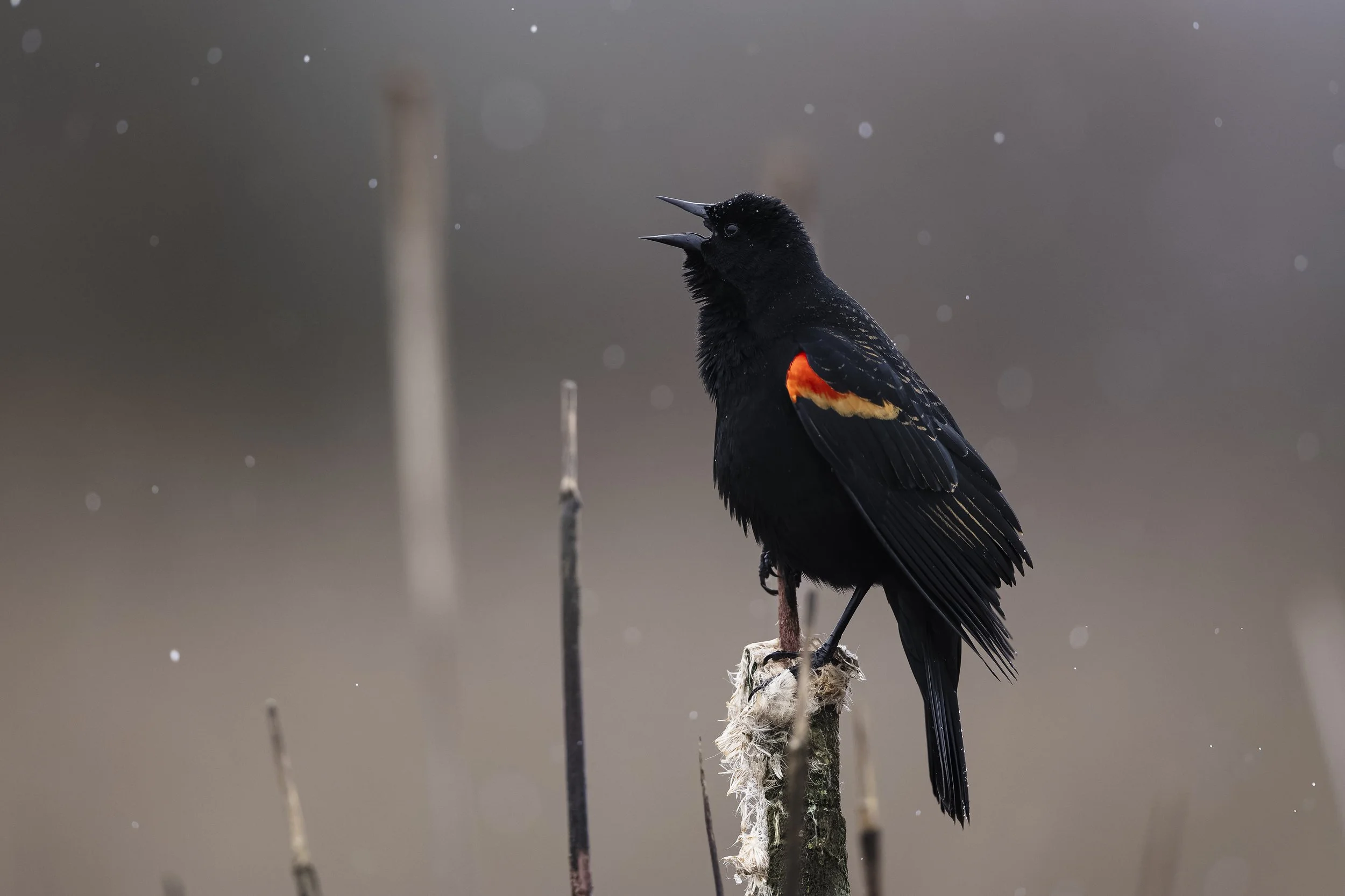 2. Red-wing Blackbird - Devin S.