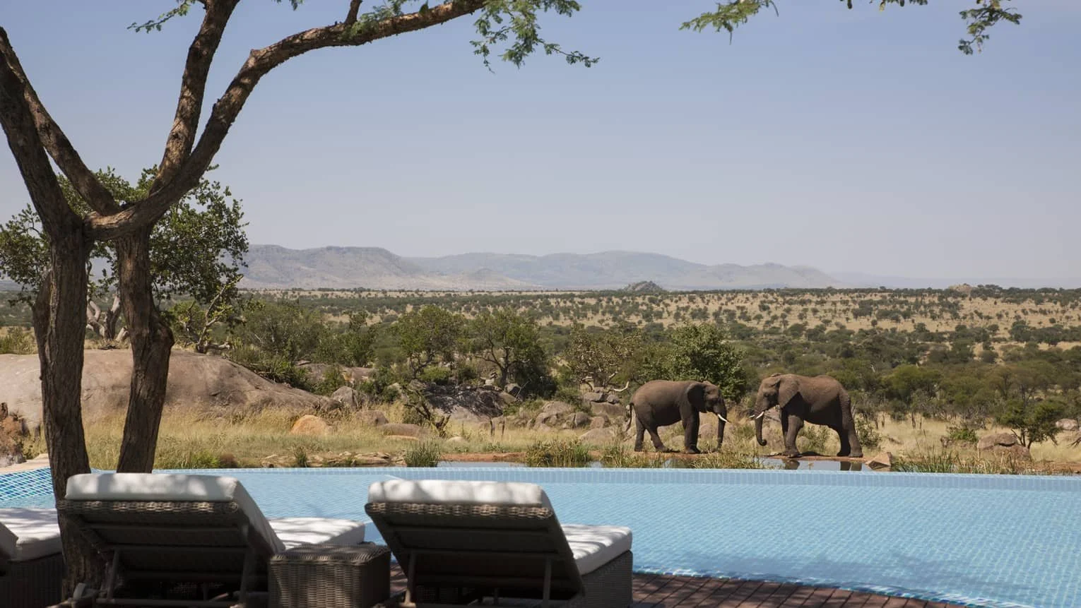 A view of two elephants near a waterhole in a savannah landscape, seen from a patio with lounge chairs and a tree in the foreground.