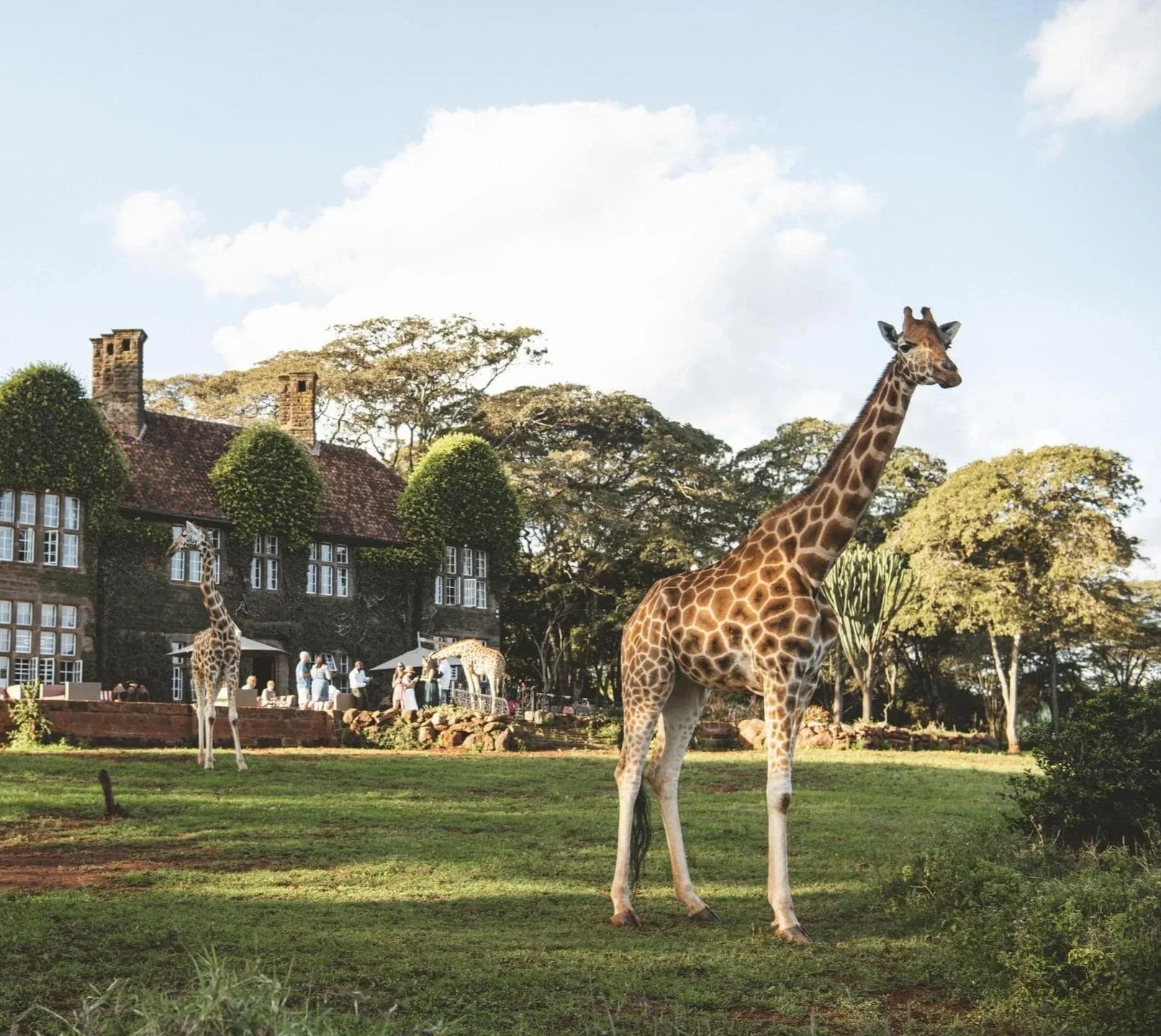 Giraffes in a park with a large house in the background, some people near the house, trees, and a cloudy sky.