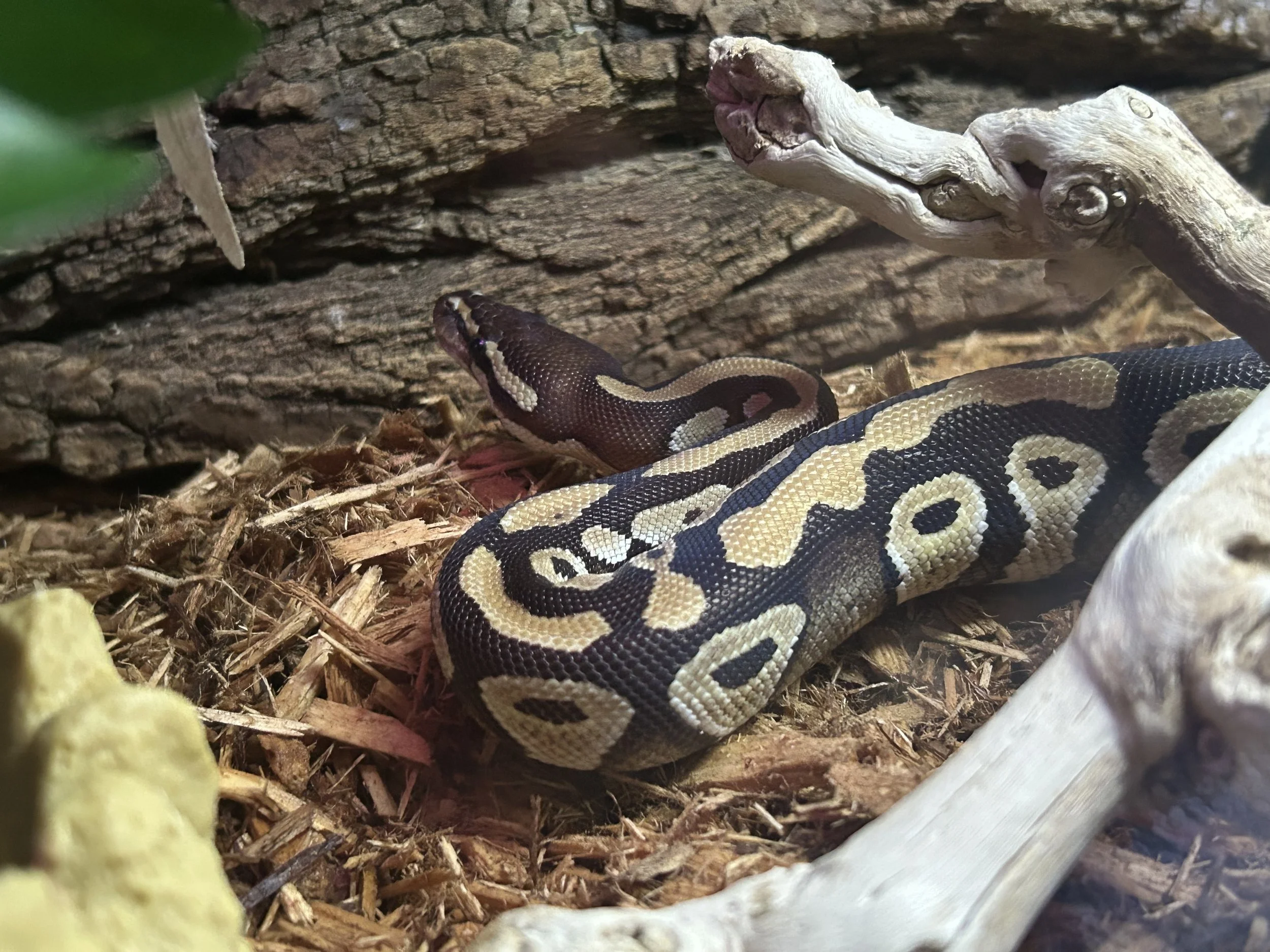 Ball Python 3.jpg