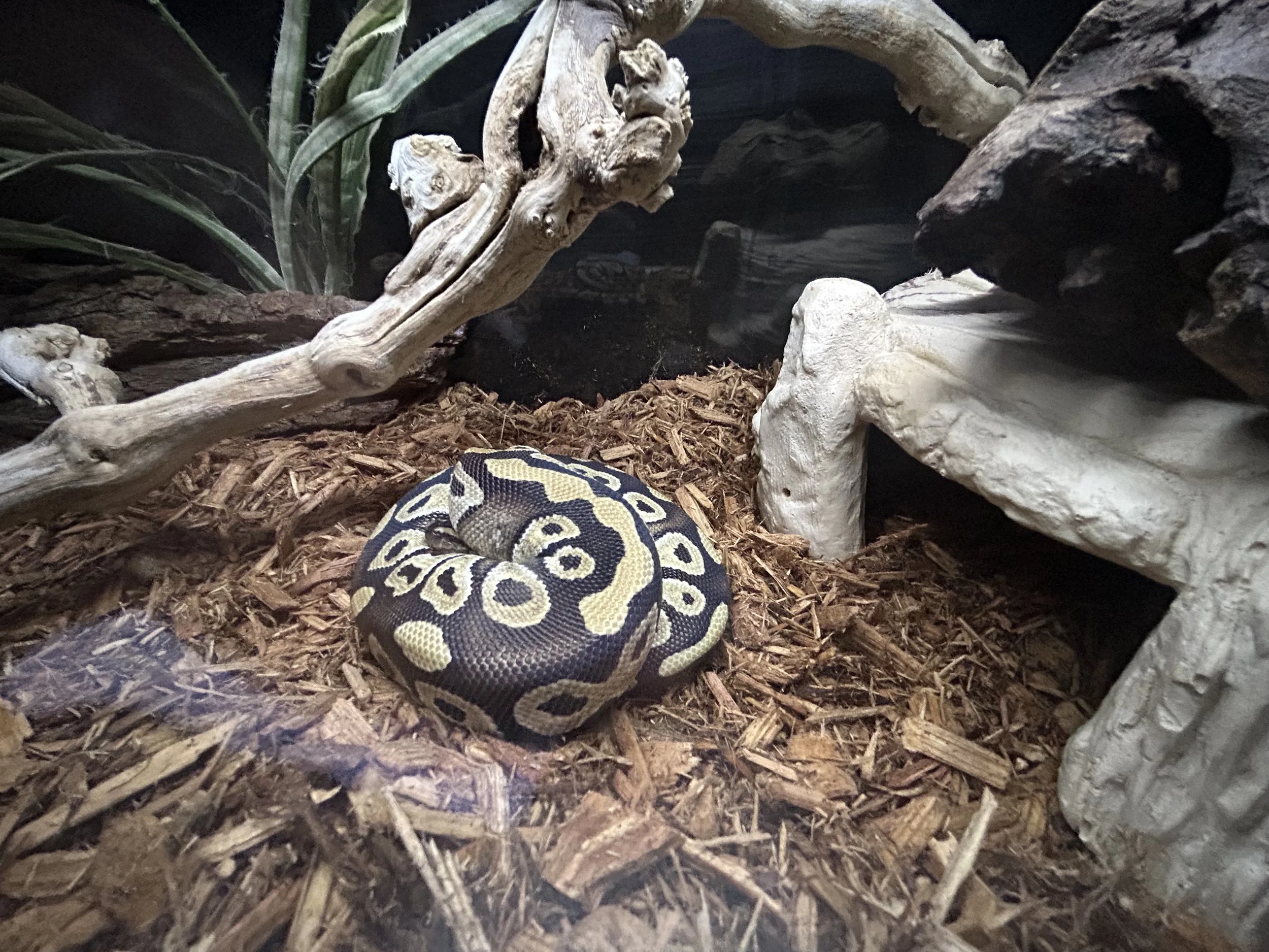 Ball Python 2.jpg
