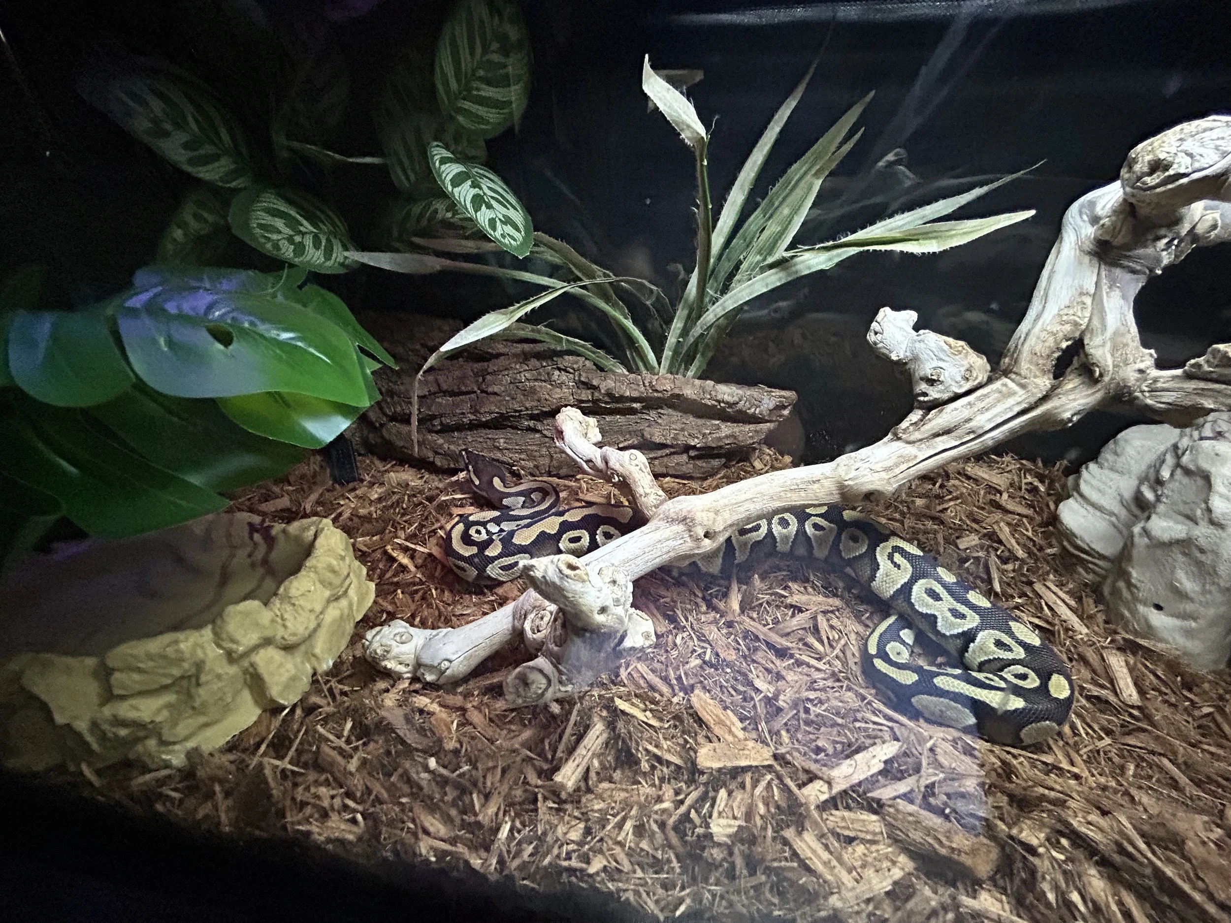 Ball Python