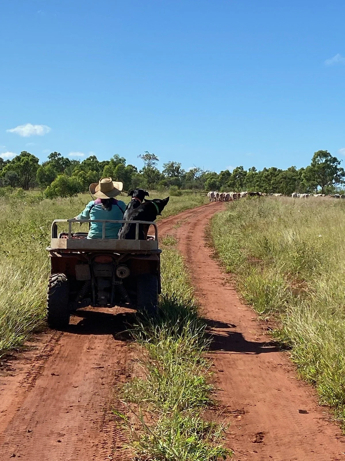 Person in a blue shirt and straw hat riding a quad bike with two dogs on a red dirt path in a grassy landscape, with a herd of cows in the distance under a blue sky.