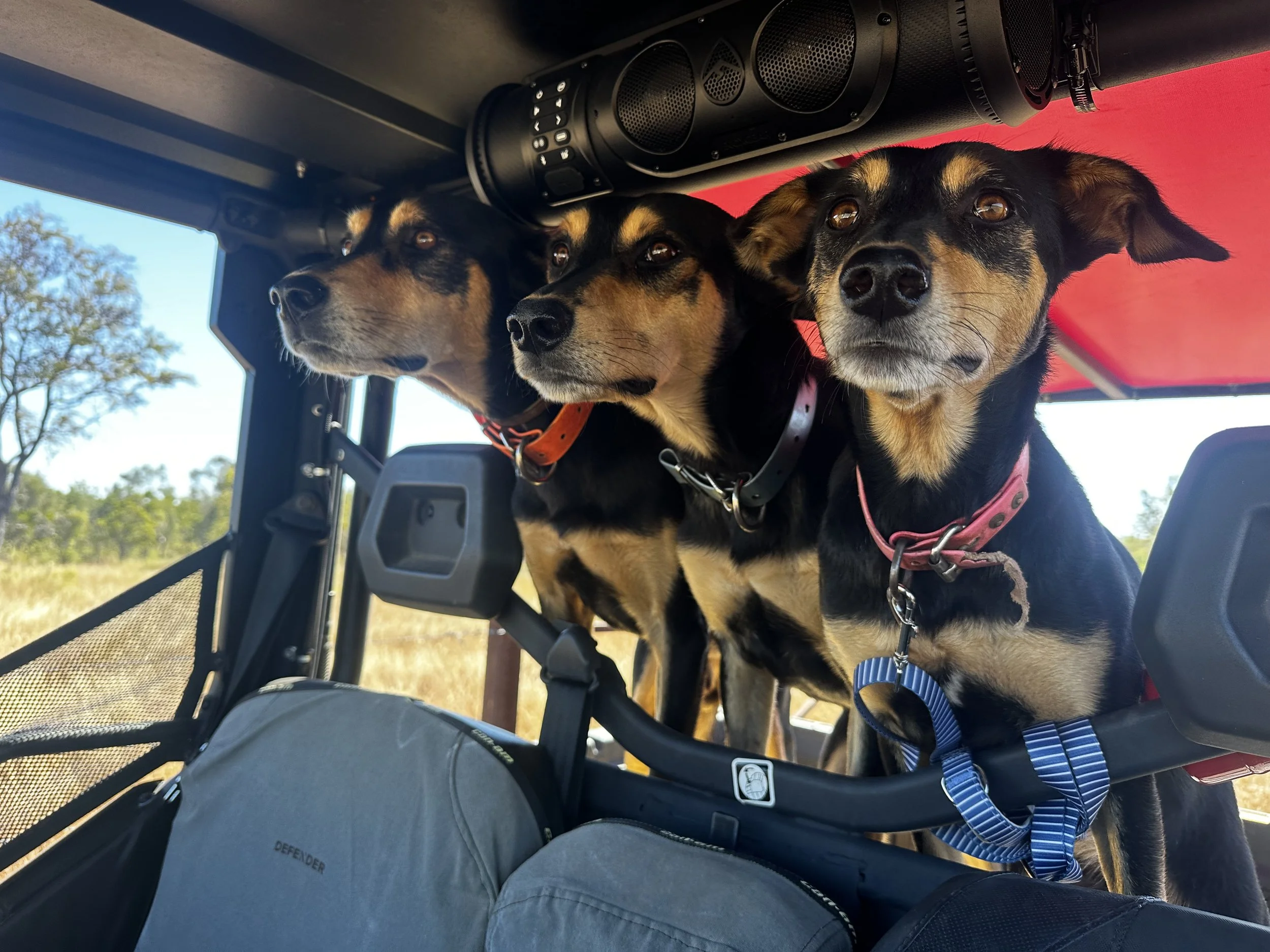 Three dogs with black and tan coats looking out from the back of a vehicle, with trees and blue sky in the background.