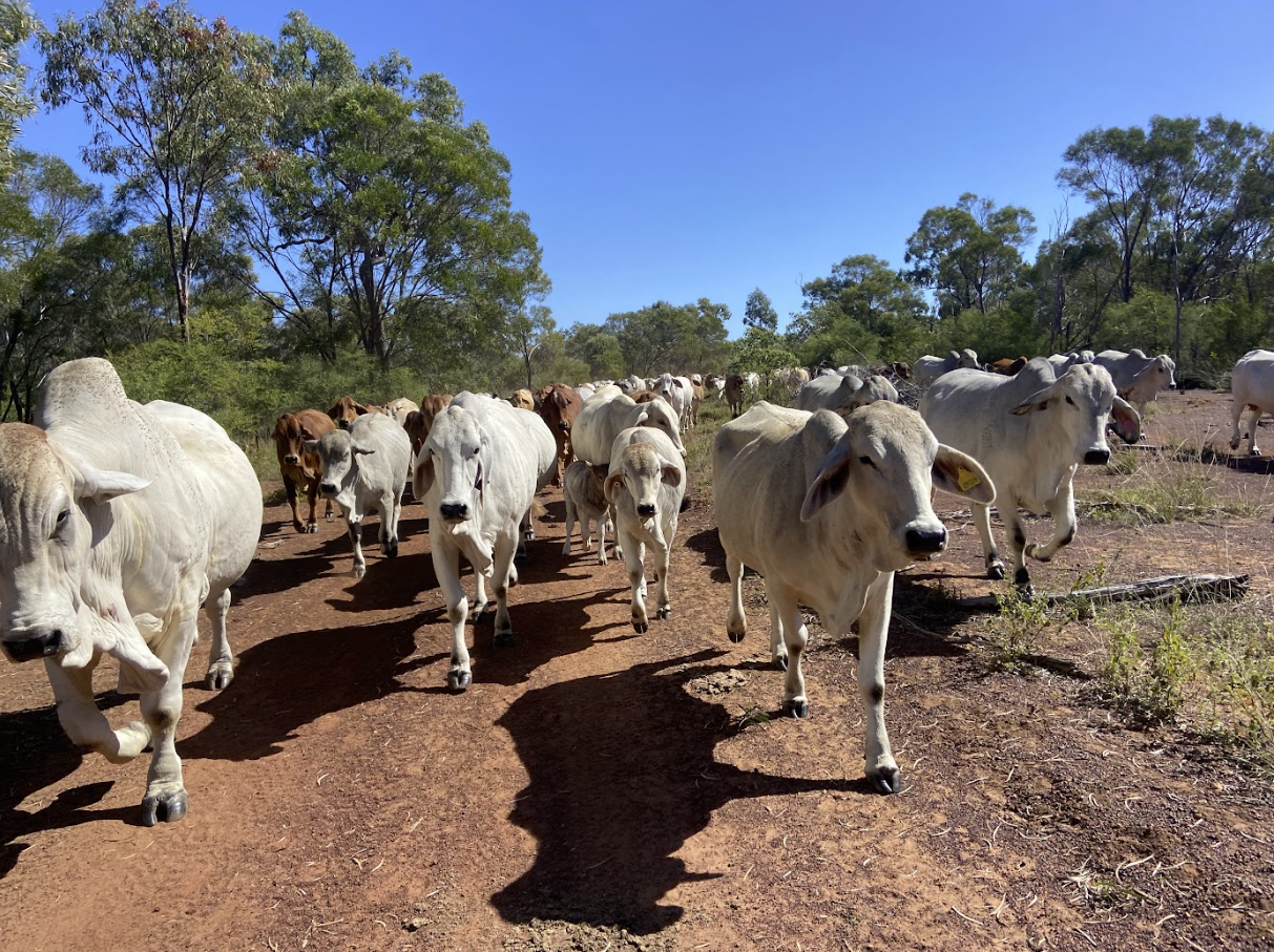 A herd of cows walking along a dirt path in a rural area with trees and blue sky overhead.