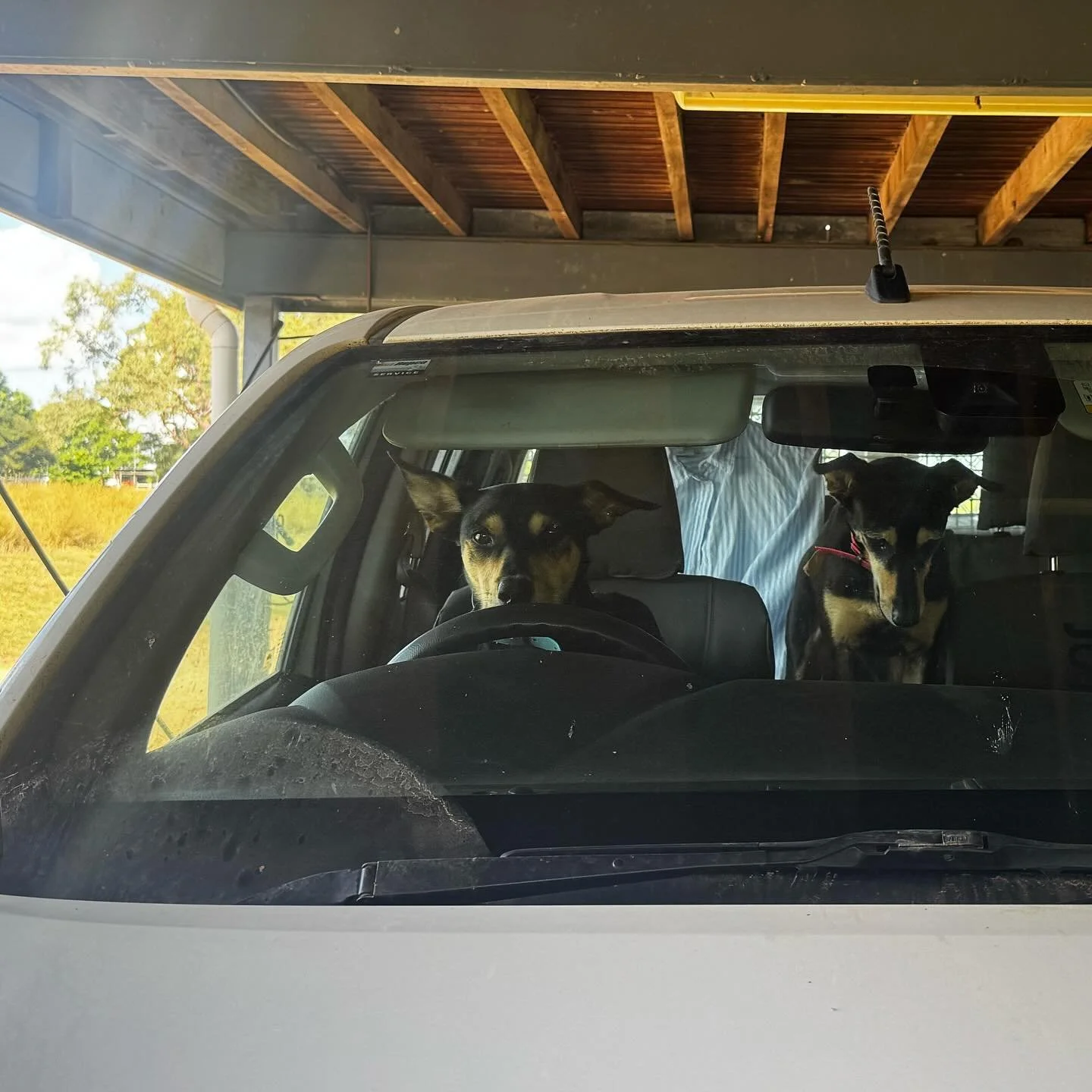 I often wish I knew what goes through Ringer&rsquo;s mind, but also, probably best I don&rsquo;t know 😂