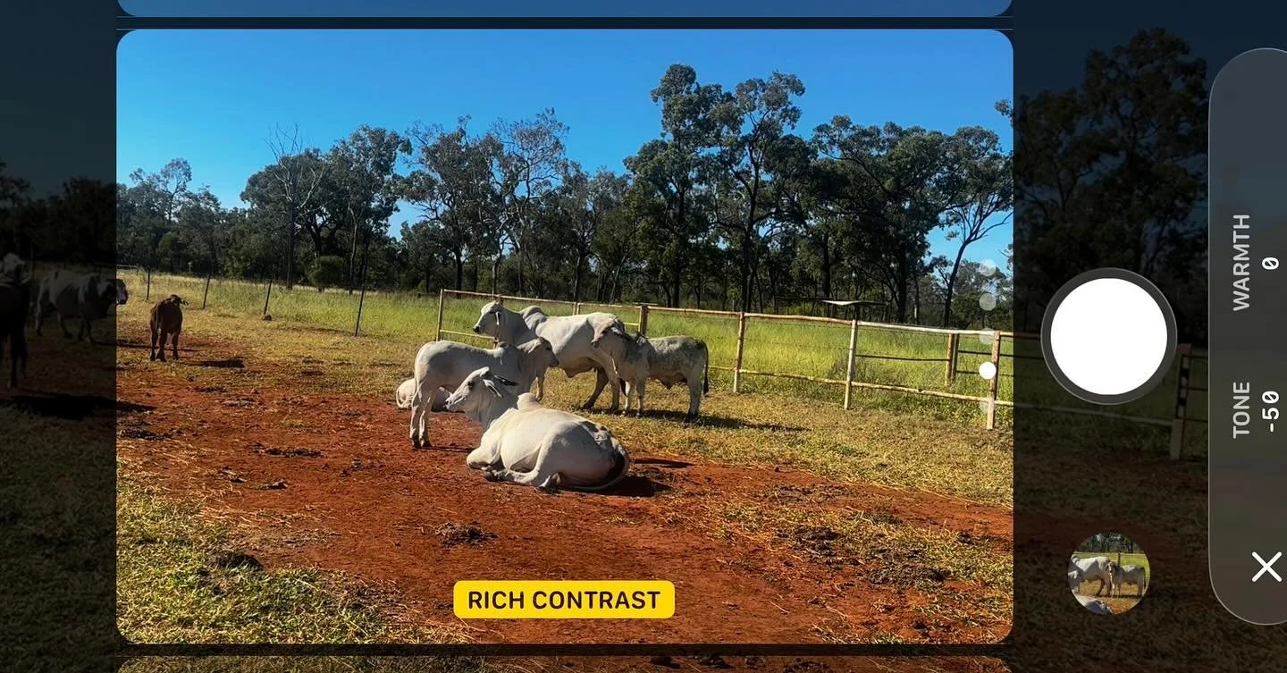 Even my phone thinks the red+green+blue+white of this time of year is 👌