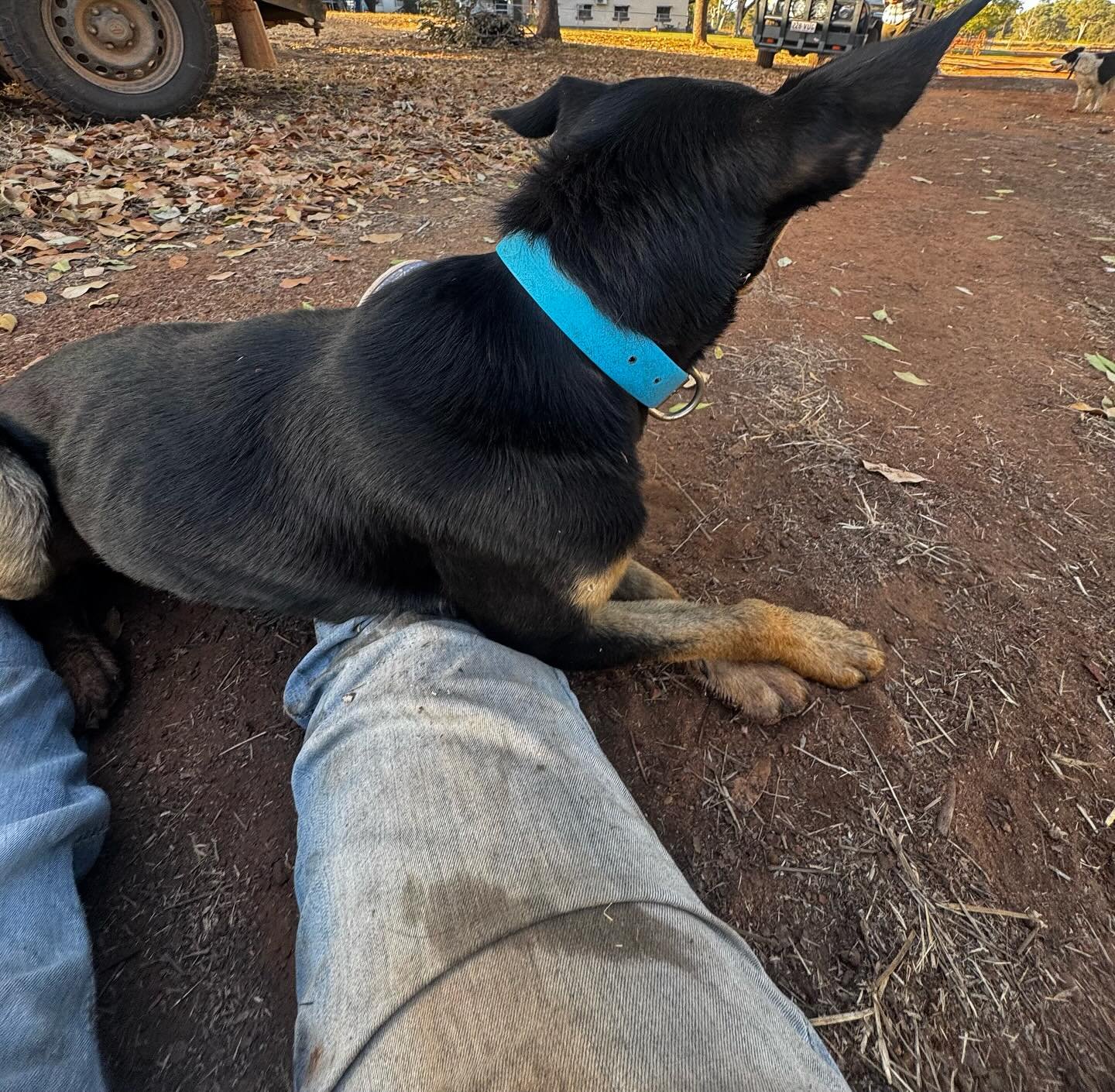 Been working away alongside some other dogs.  Ringer is not impressed 😂I was sitting on the ground at lunch and he just draped himself over my legd giving the stink eye to the other dogs