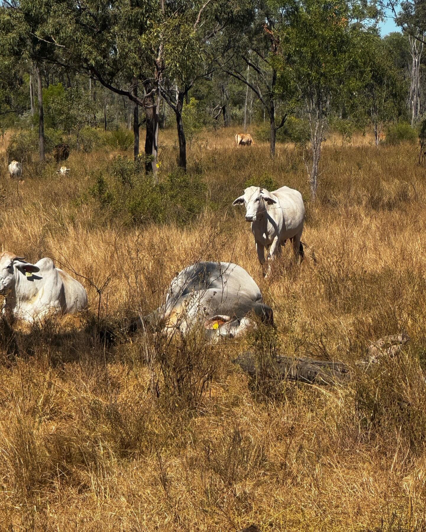 No matter how big and tough you are, there&rsquo;s nothing like lying in the soft grass in the sun on a Winter&rsquo;s morning