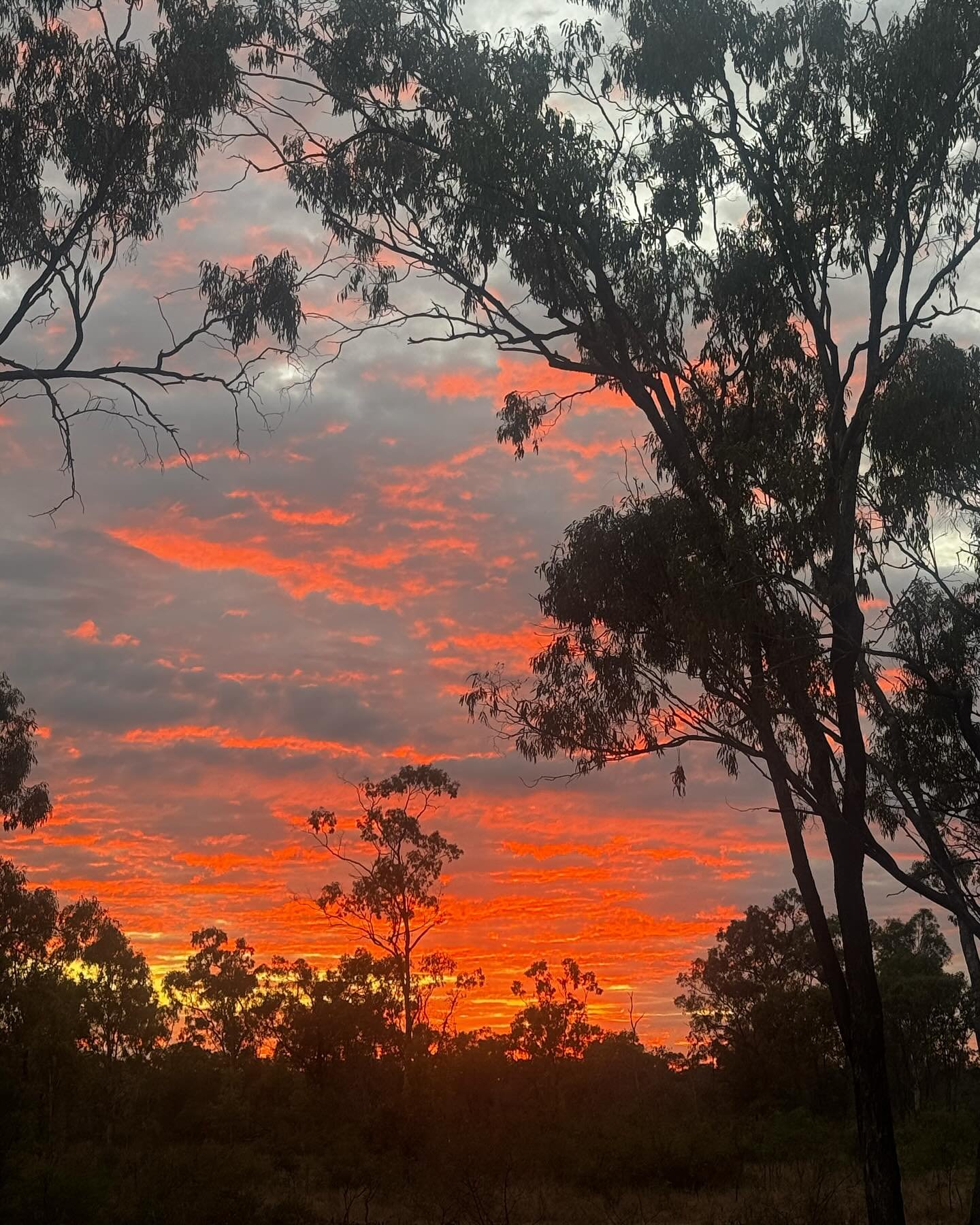 Always love a bit of &ldquo;red sky in the morning&rdquo;. It&rsquo;s been a funny old season, the rain cut out early, and we&rsquo;ve had no winter rain (not that we get much but a couple of inches is not unusual). But some of the red Bauhinia (usua