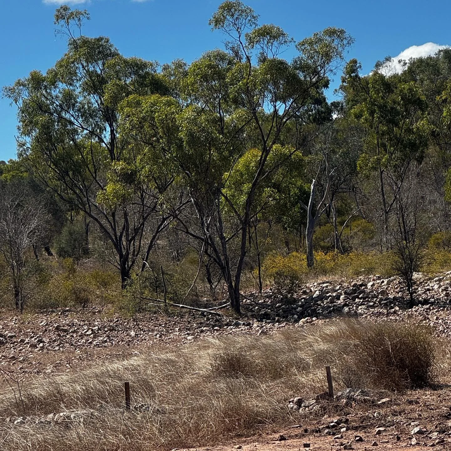 This leaky weir is kicking some goals! You can&rsquo;t quite see it properly but there&rsquo;s a gabion of rocks rolled in netting and held across a small gully head with those two stakes.  It&rsquo;s been there for a few years now and the grass grow