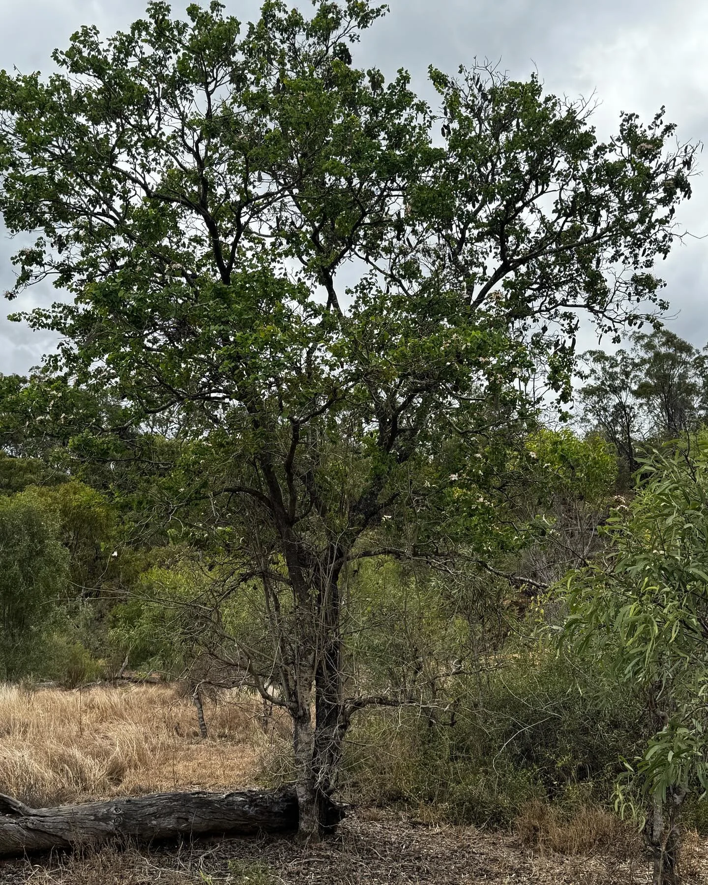 Probably should have checked the photo quality before driving away 😂, but the white Bauhinia are flowering now, about 6-8 weeks early, just like I said a few days ago the red Bauhinias and white wood were also flowering early.  And I thought what if