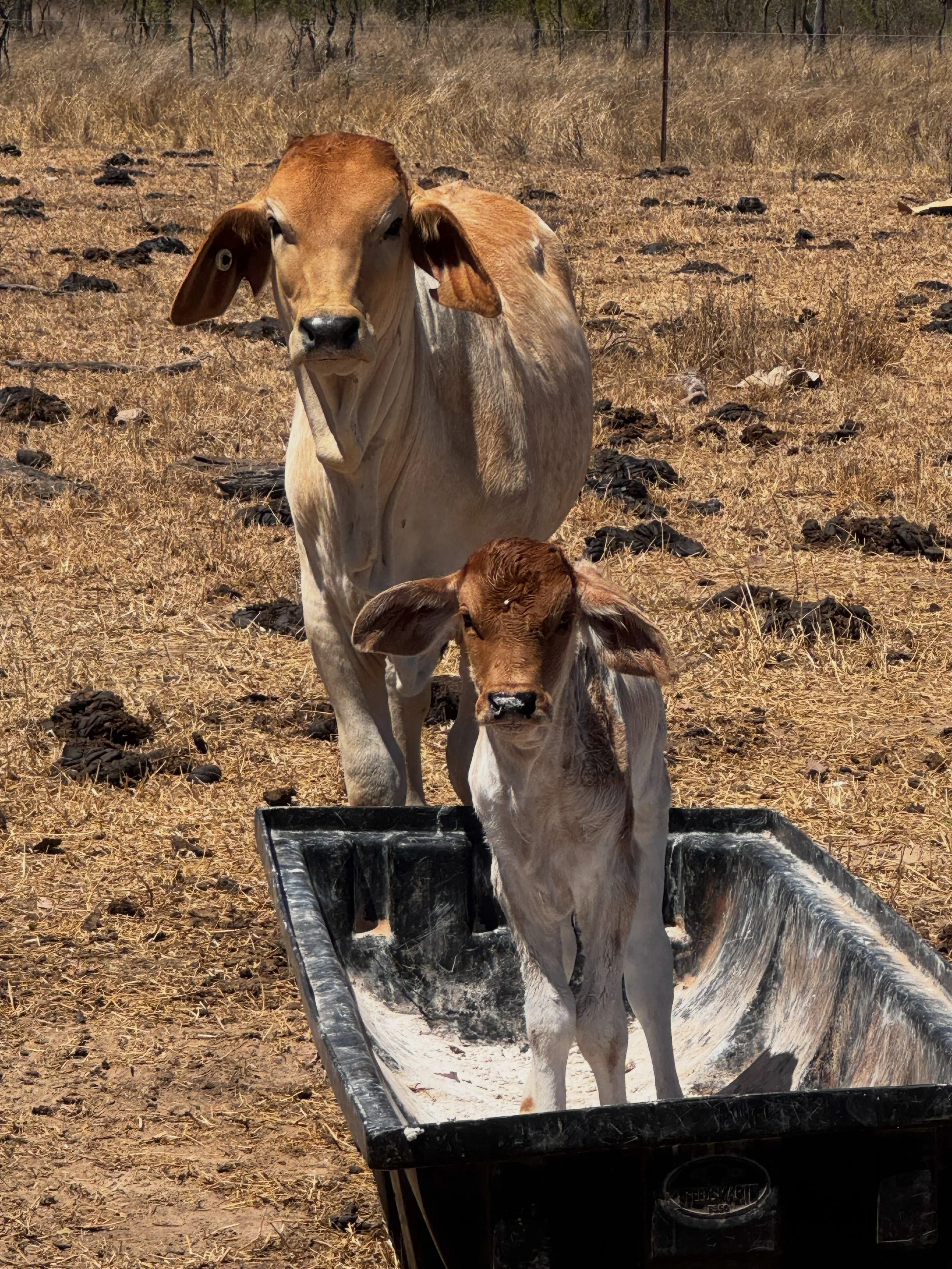 Oh hallo! Watchu doin?
It&rsquo;s late enough in the year that the cows have stopped chasing their phosphorus/calcium/salt lick but we still put it out for the calves and it&rsquo;s great for growing bones. They&rsquo;re still getting into it, litera