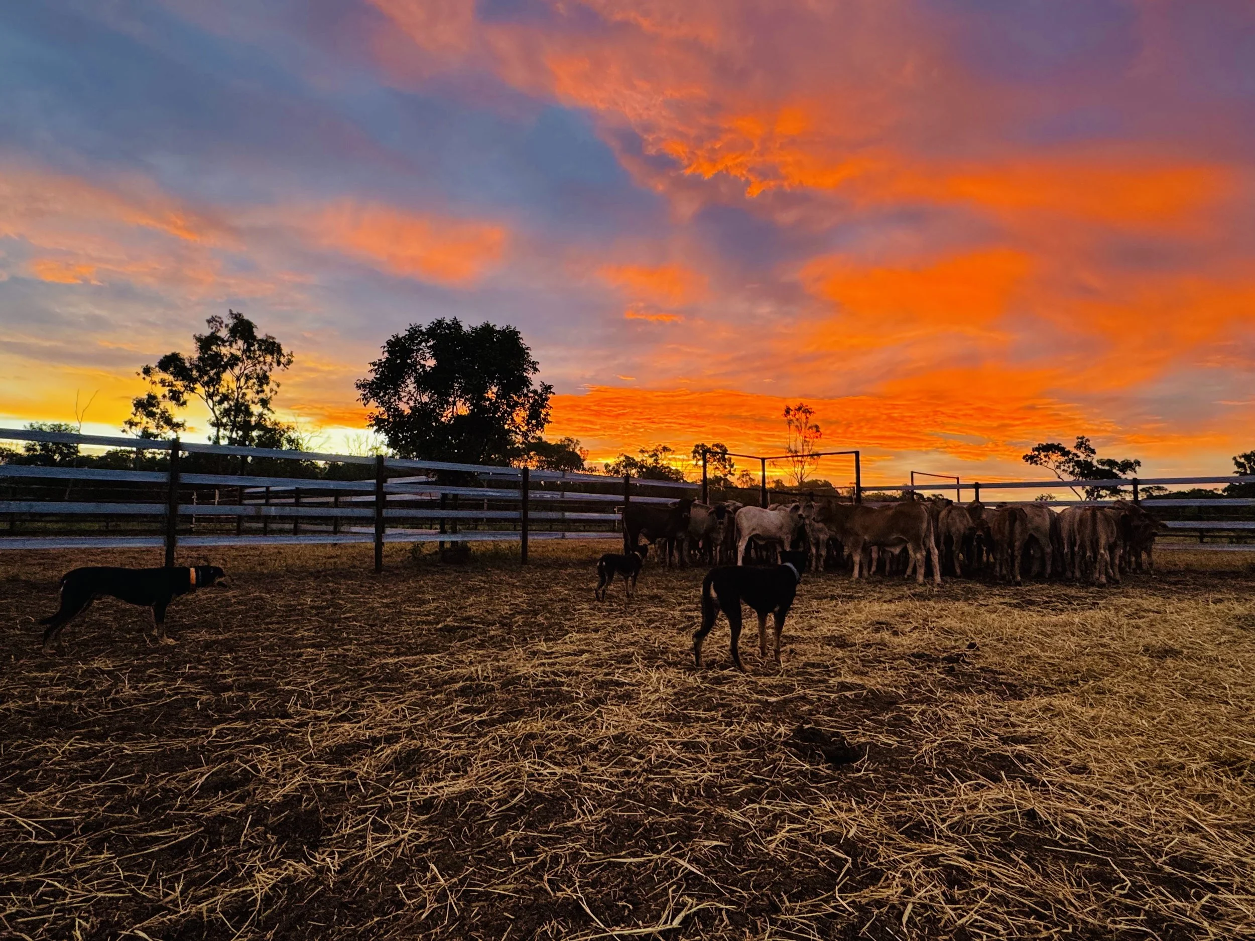 A sunset over a farm with cows and calves, trees, and a wooden fence.