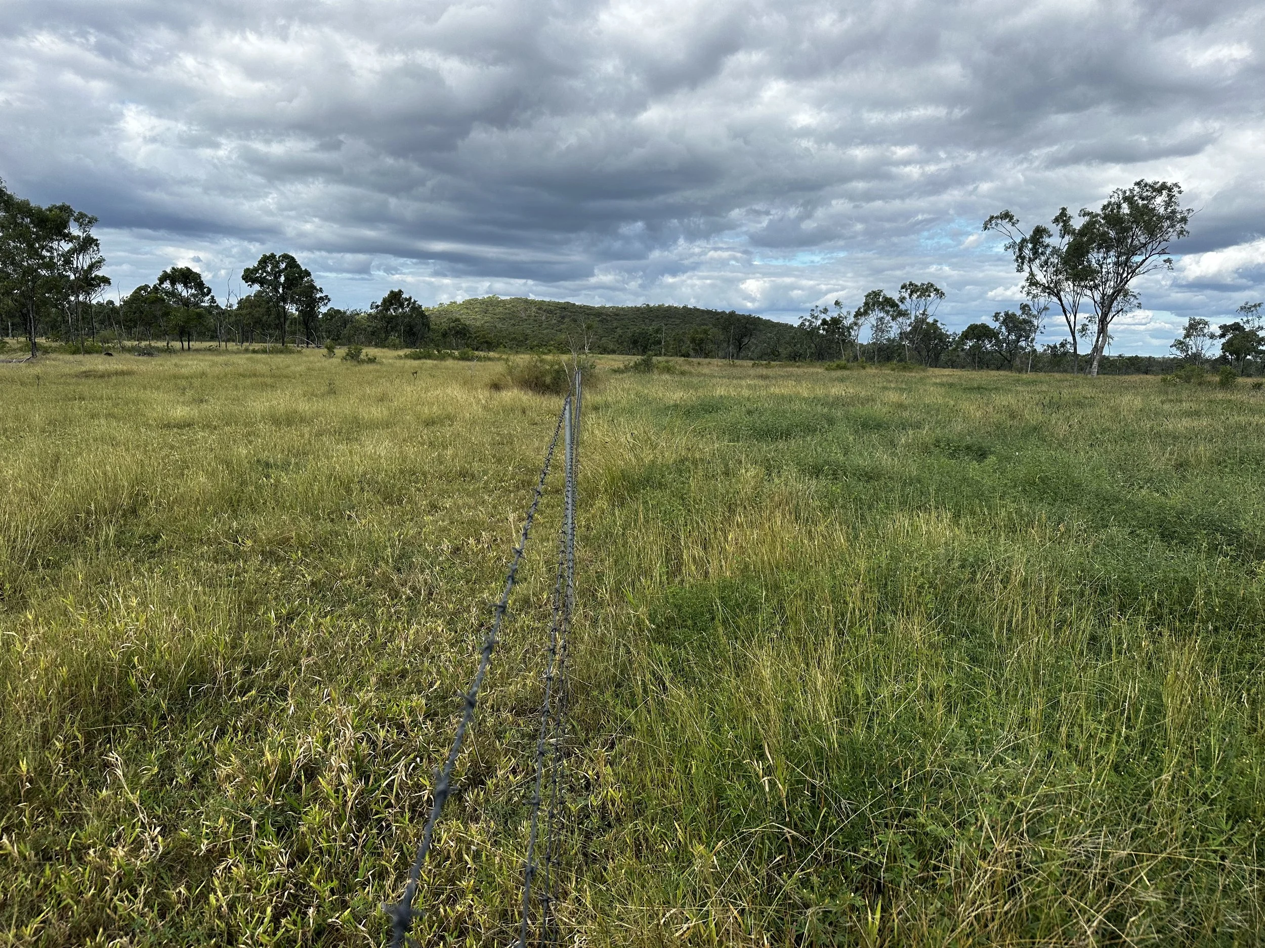 Open grassy field with a barbed wire fence running through center, scattered trees, cloudy sky.