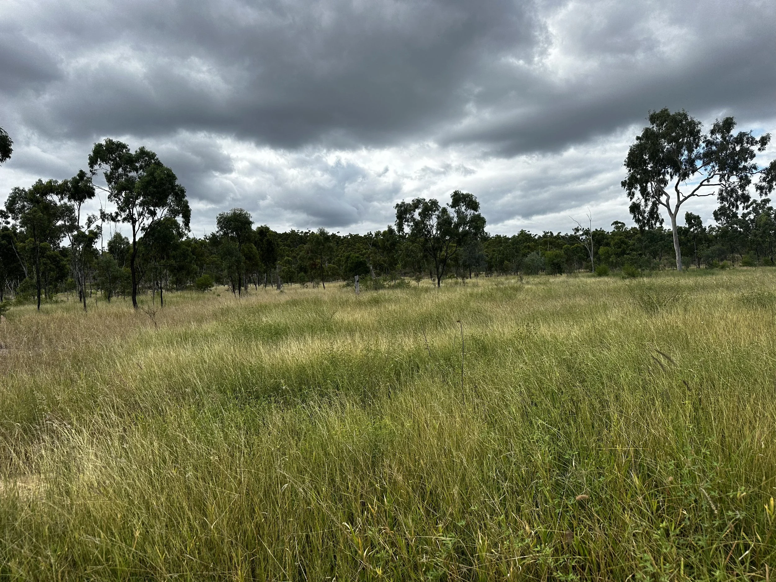A grassy field with scattered trees under a cloudy sky.